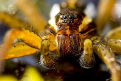 36 Gerandete Jagdspinne