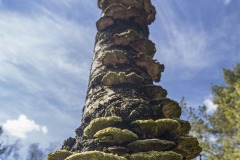 39 Pilzbaum