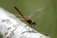 66 Blutrote Heidelibelle