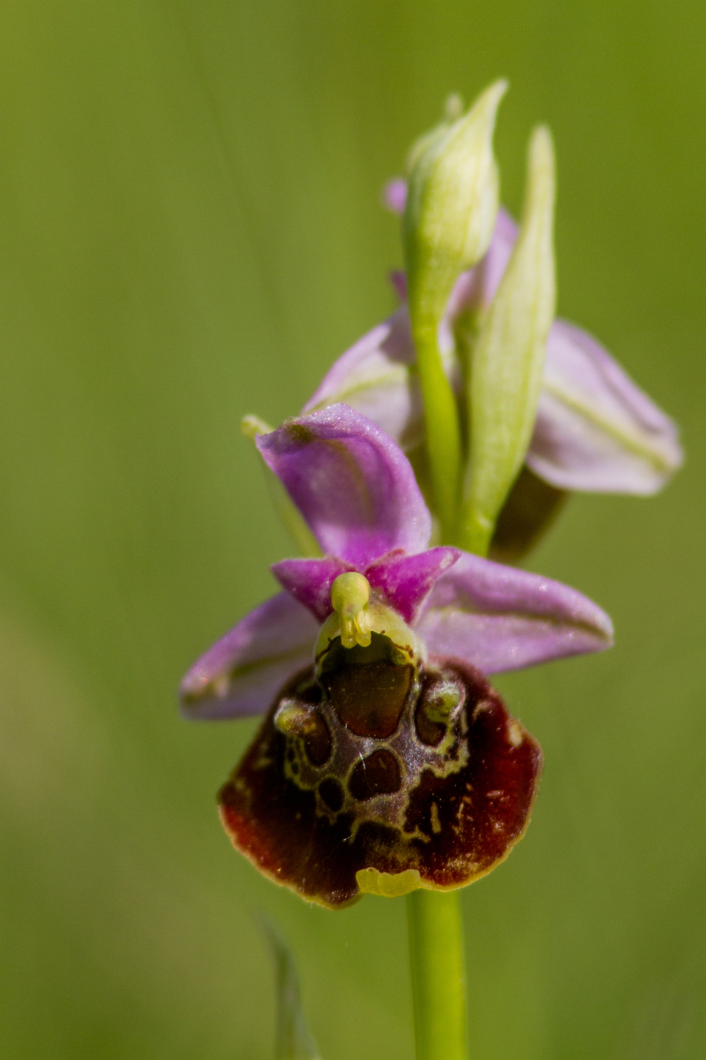 Hummelragwurz (Ophrys holoserica)