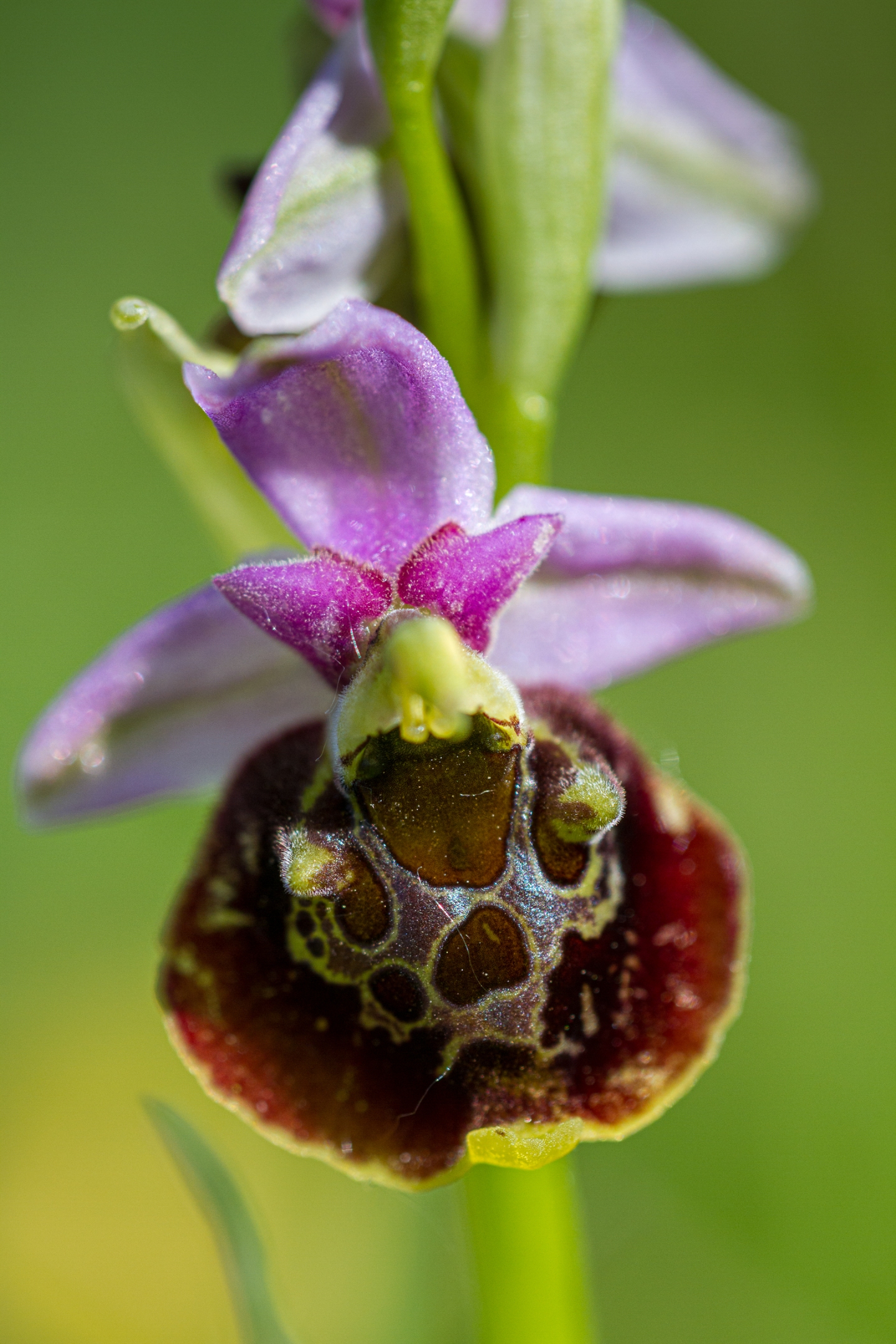 Hummelragwurz (Ophrys holoserica)