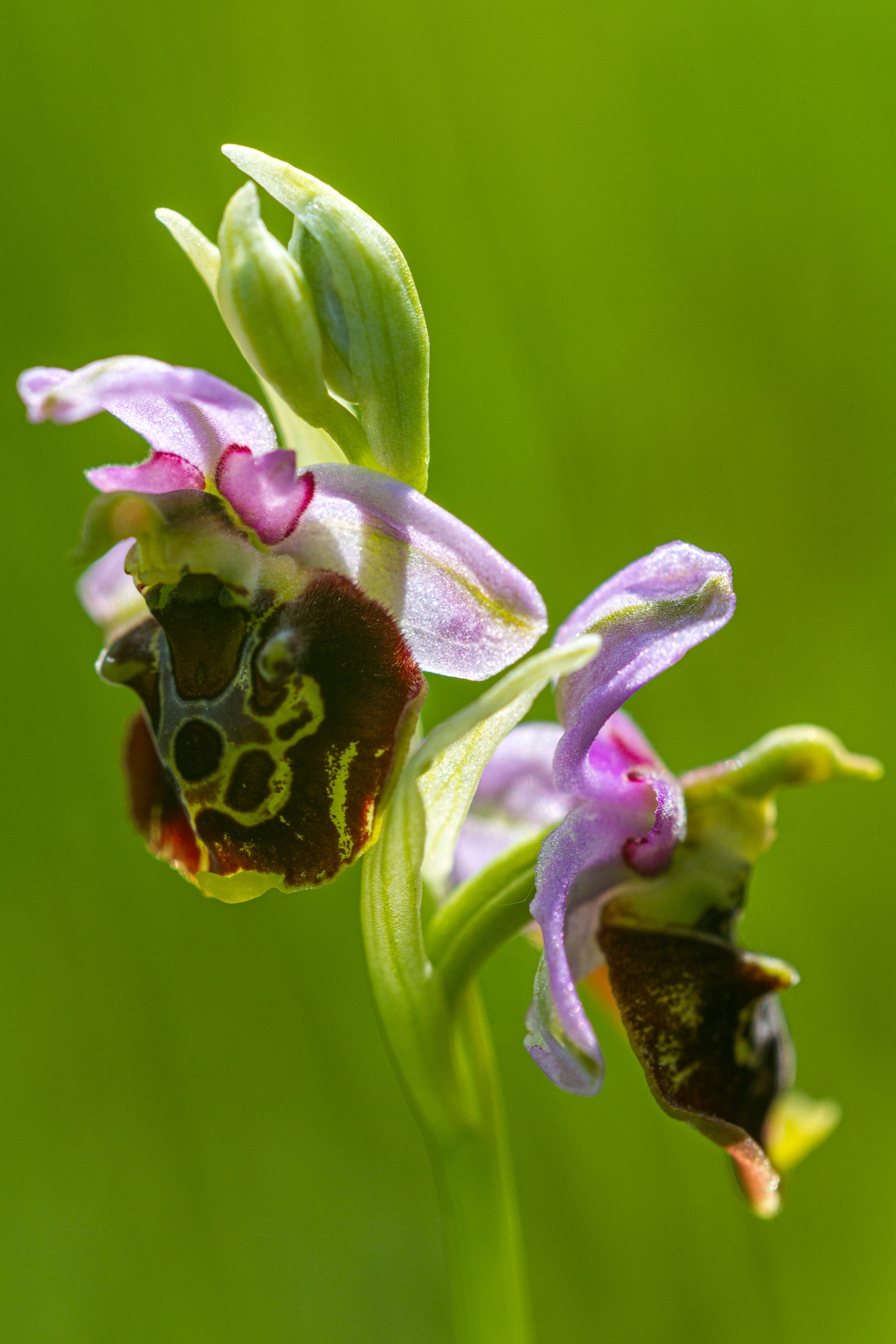 Hummelragwurz (Ophrys holoserica)