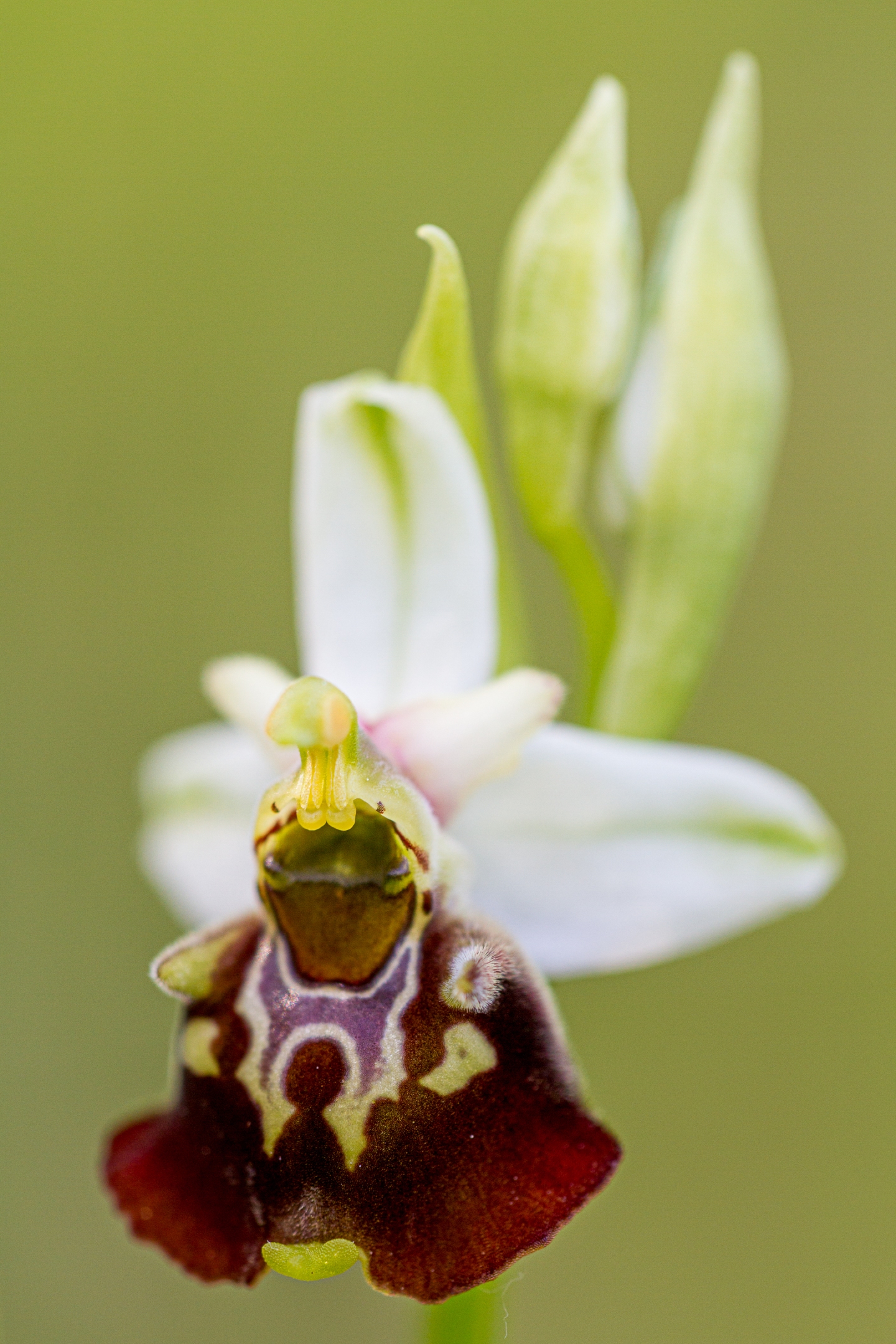 Hummelragwurz (Ophrys holoserica)