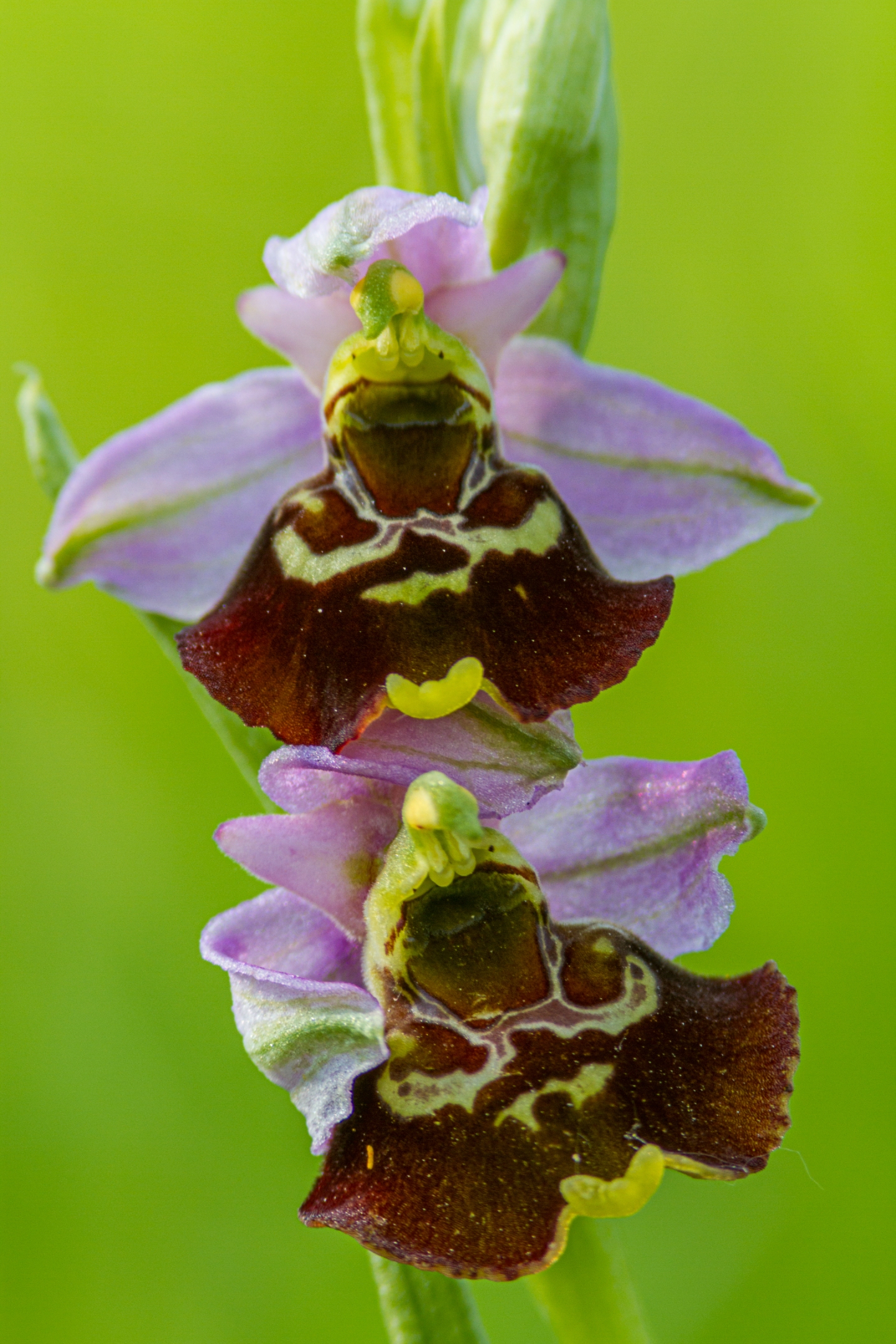 Hummelragwurz (Ophrys holoserica)