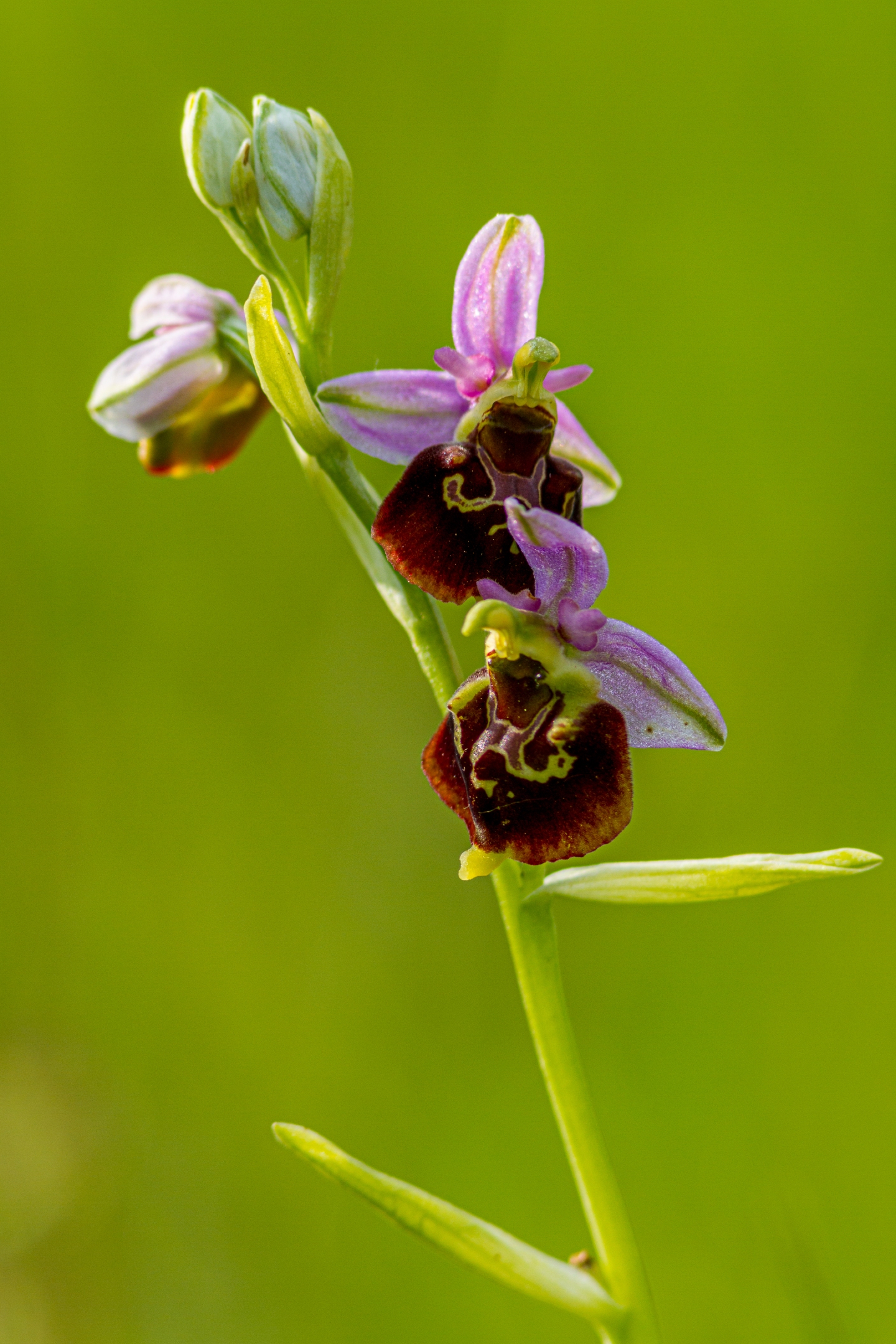 Hummelragwurz (Ophrys holoserica)