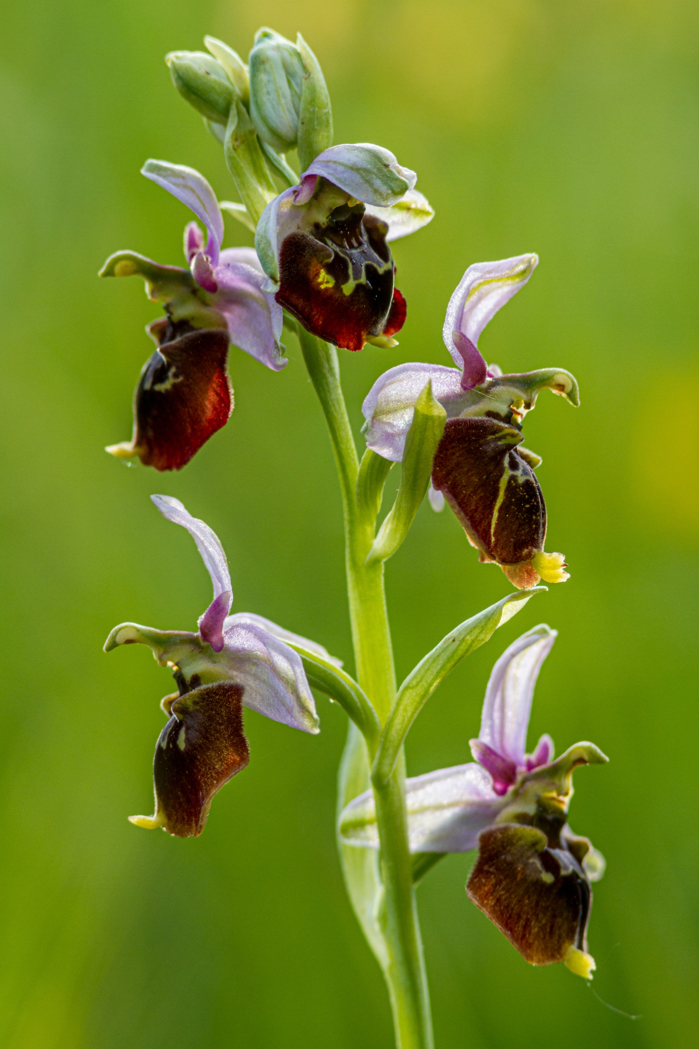 Hummelragwurz (Ophrys holoserica)