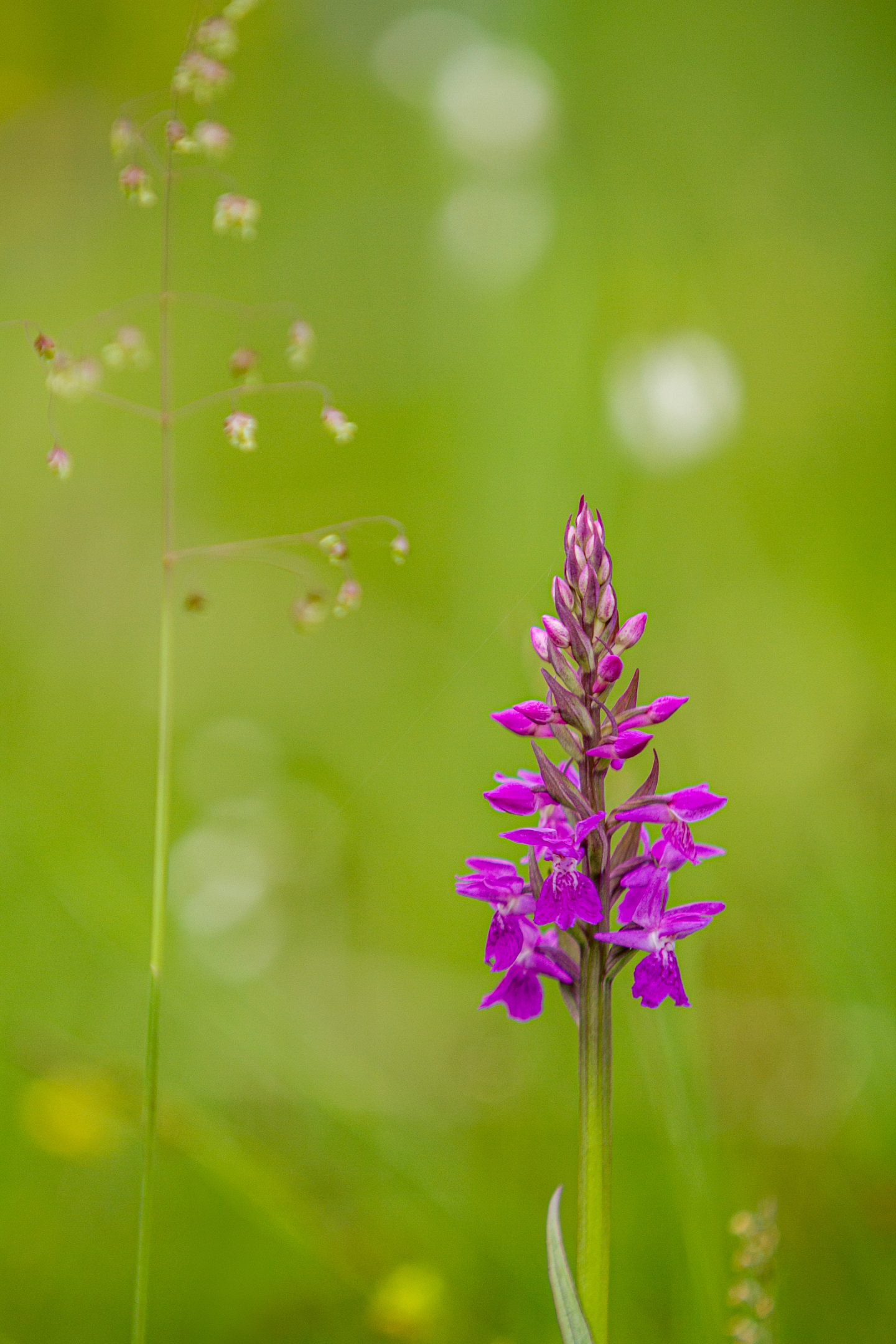 Breitblättriges Knabenkraut (Dactylorhiza majalis)