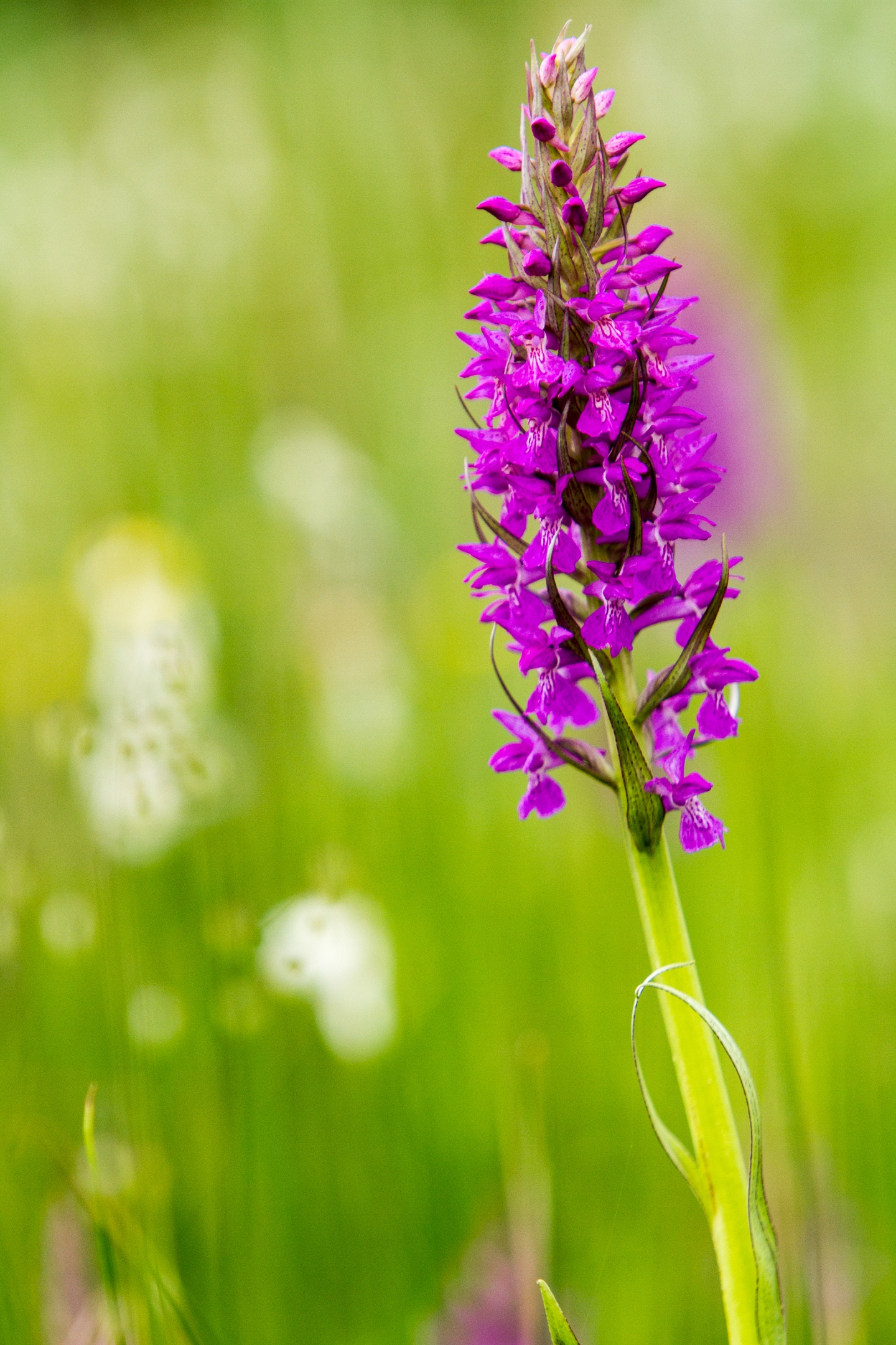 Breitblättriges Knabenkraut (Dactylorhiza majalis)