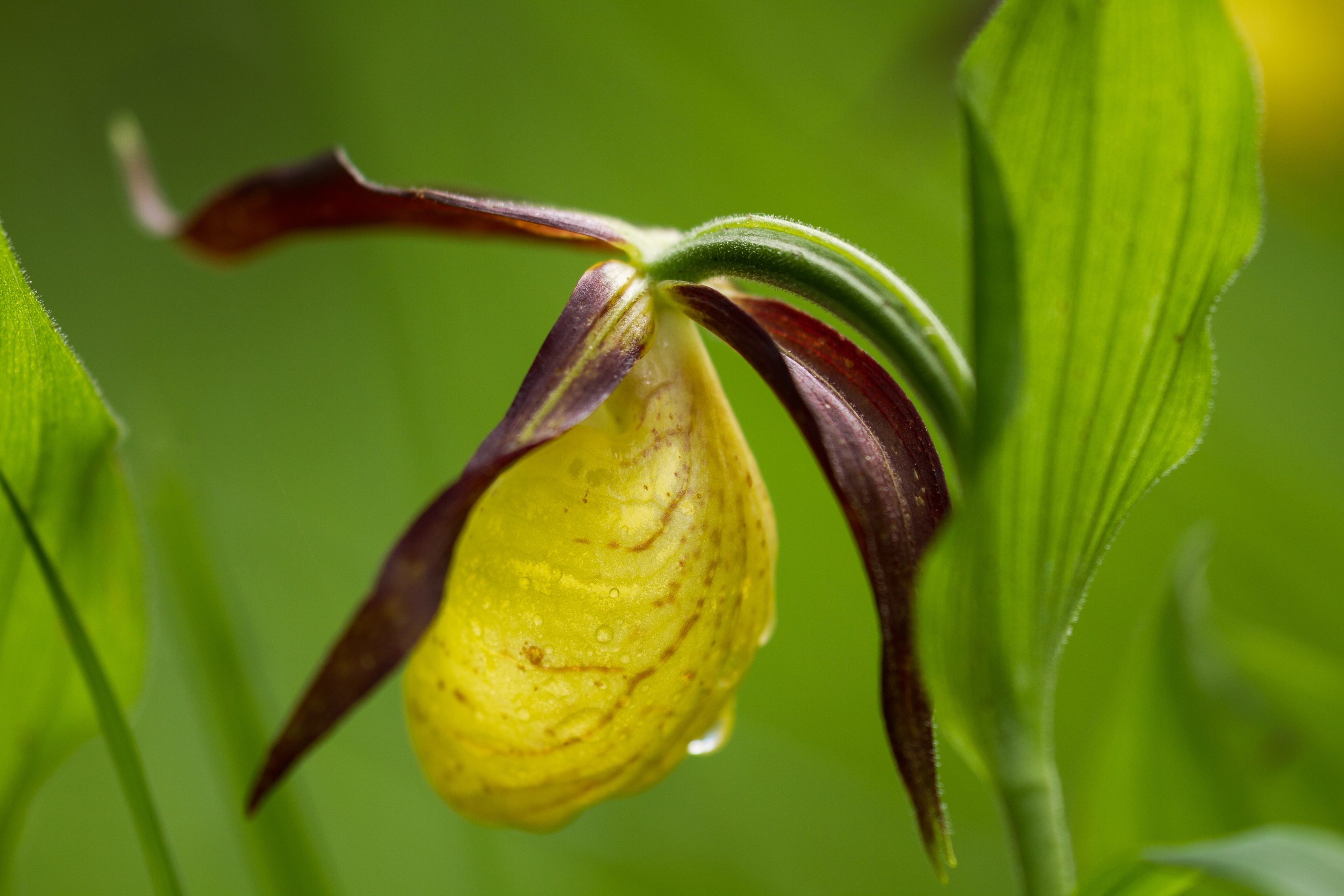 Frauenschuh (Cypripedium calceolus)
