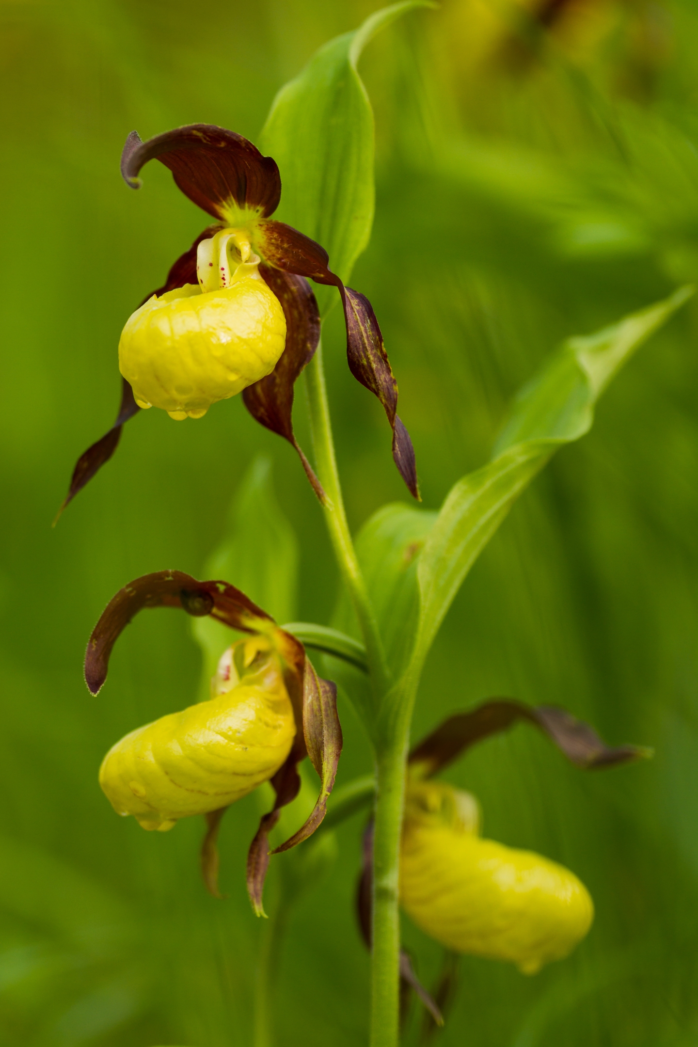 Frauenschuh (Cypripedium calceolus)