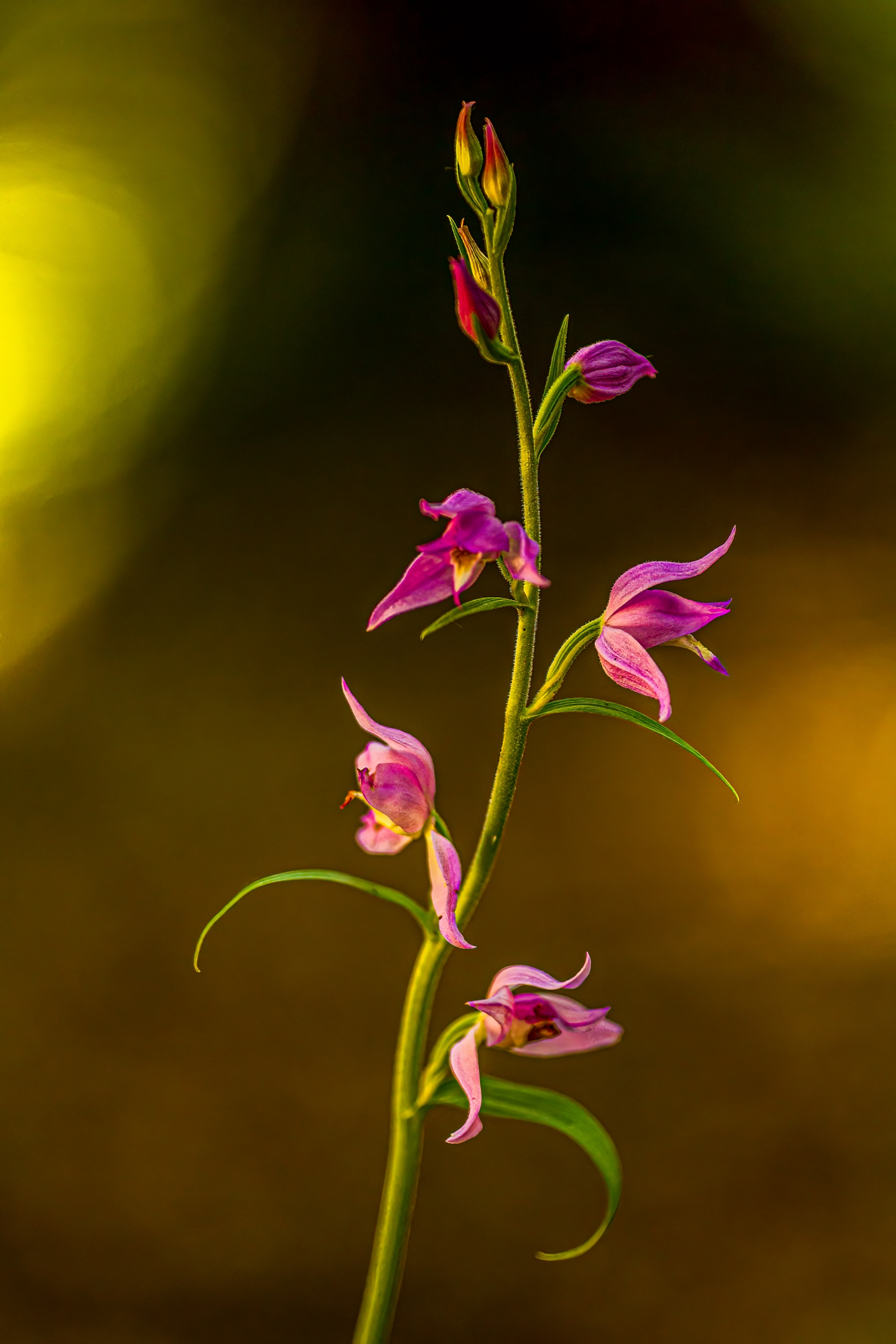 Rotes Waldvögelein (Cephalanthera rubra)