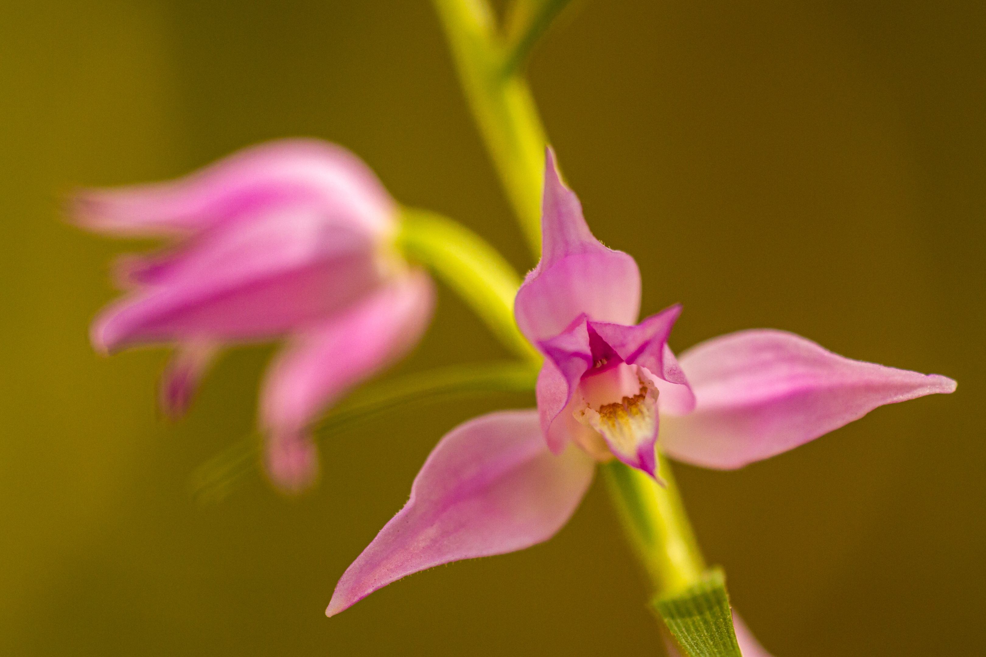 Rotes Waldvögelein (Cephalanthera rubra)