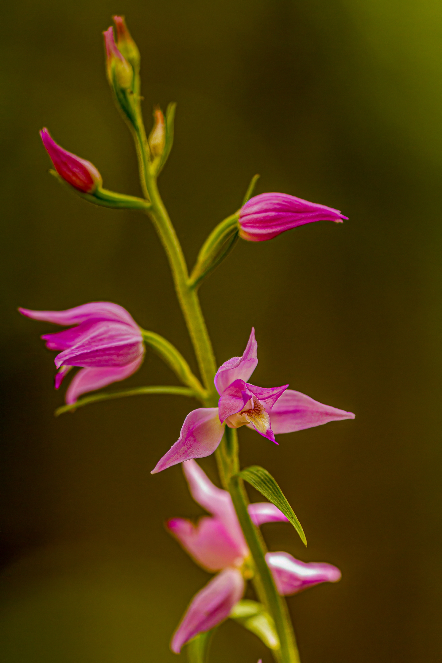 Rotes Waldvögelein (Cephalanthera rubra)