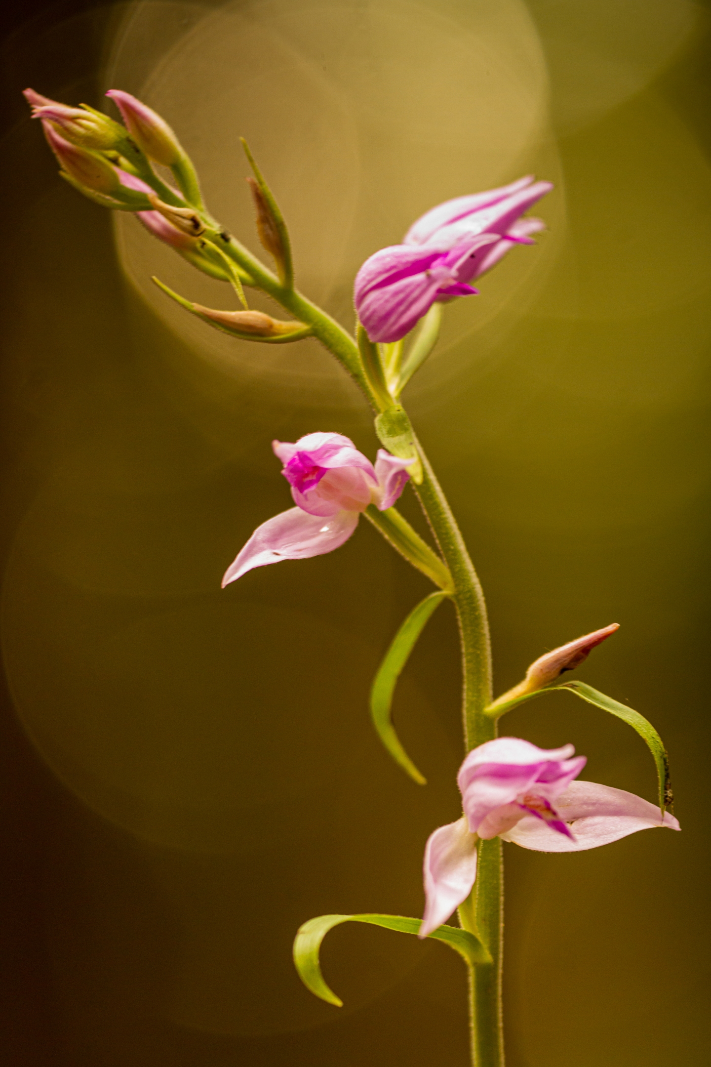 Rotes Waldvögelein (Cephalanthera rubra)