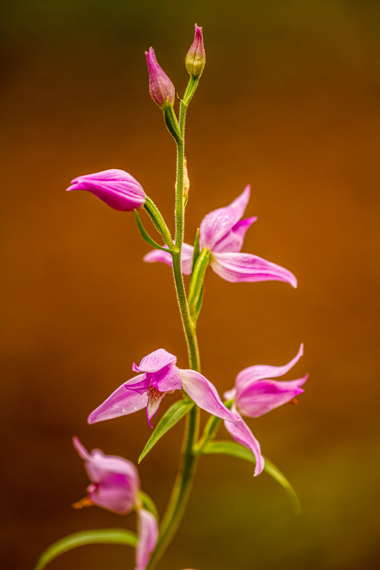 Rotes Waldvögelein (Cephalanthera rubra)