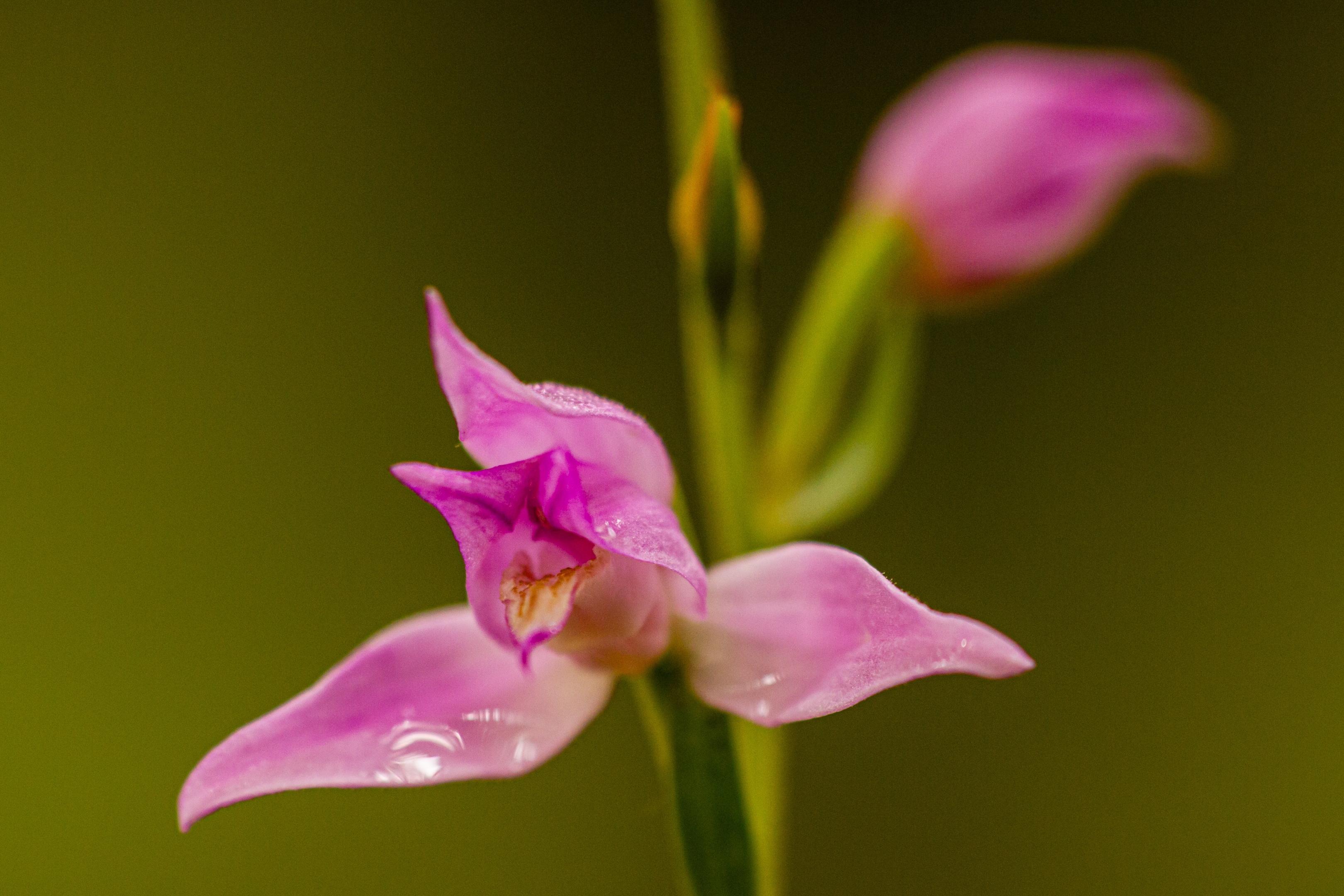 Rotes Waldvögelein (Cephalanthera rubra)