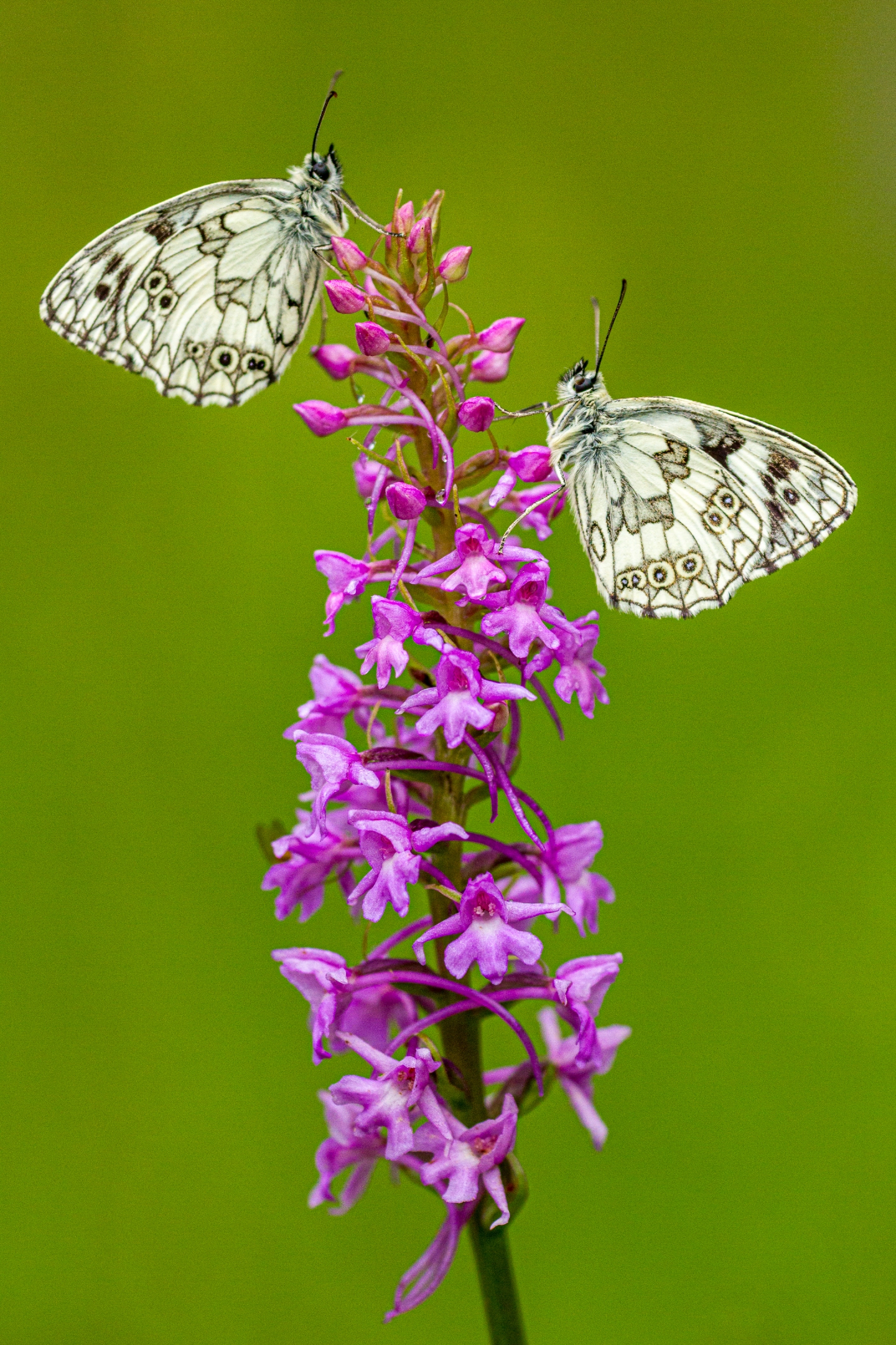 Mückenhändelwurz (Gymnadenia conopsea)
