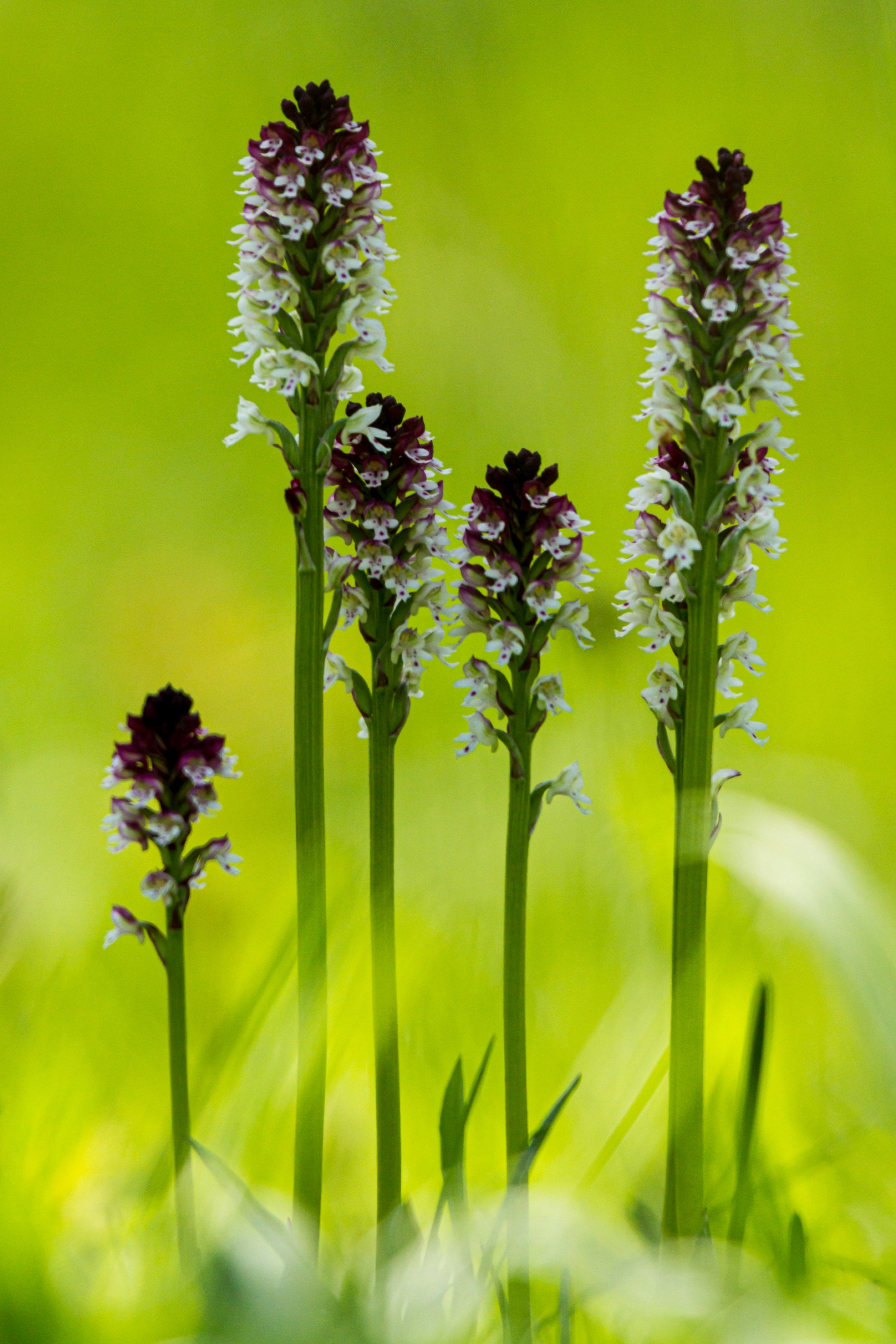 Brandknabenkraut (Neotinea ustulata)