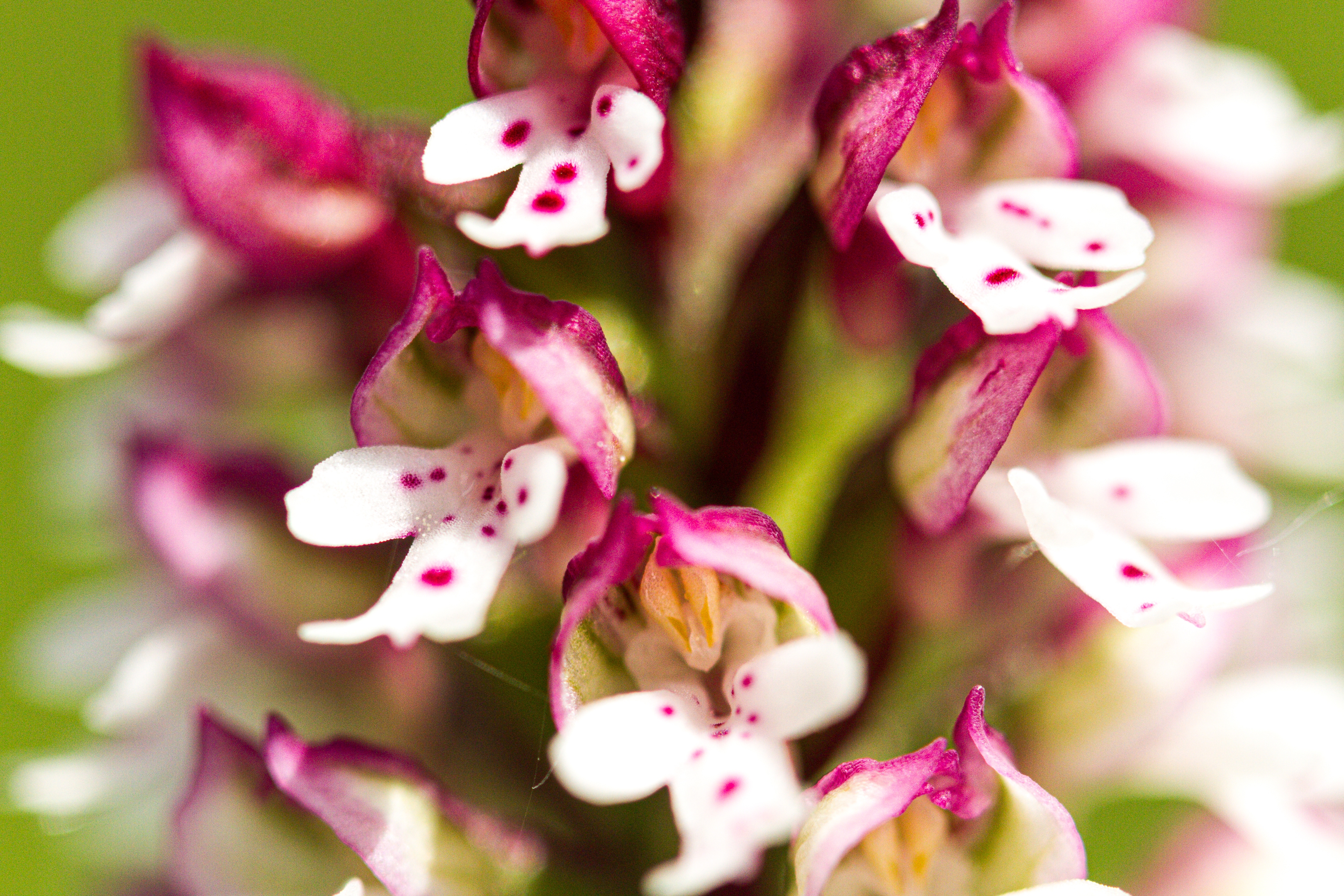 Brandknabenkraut (Neotinea ustulata)