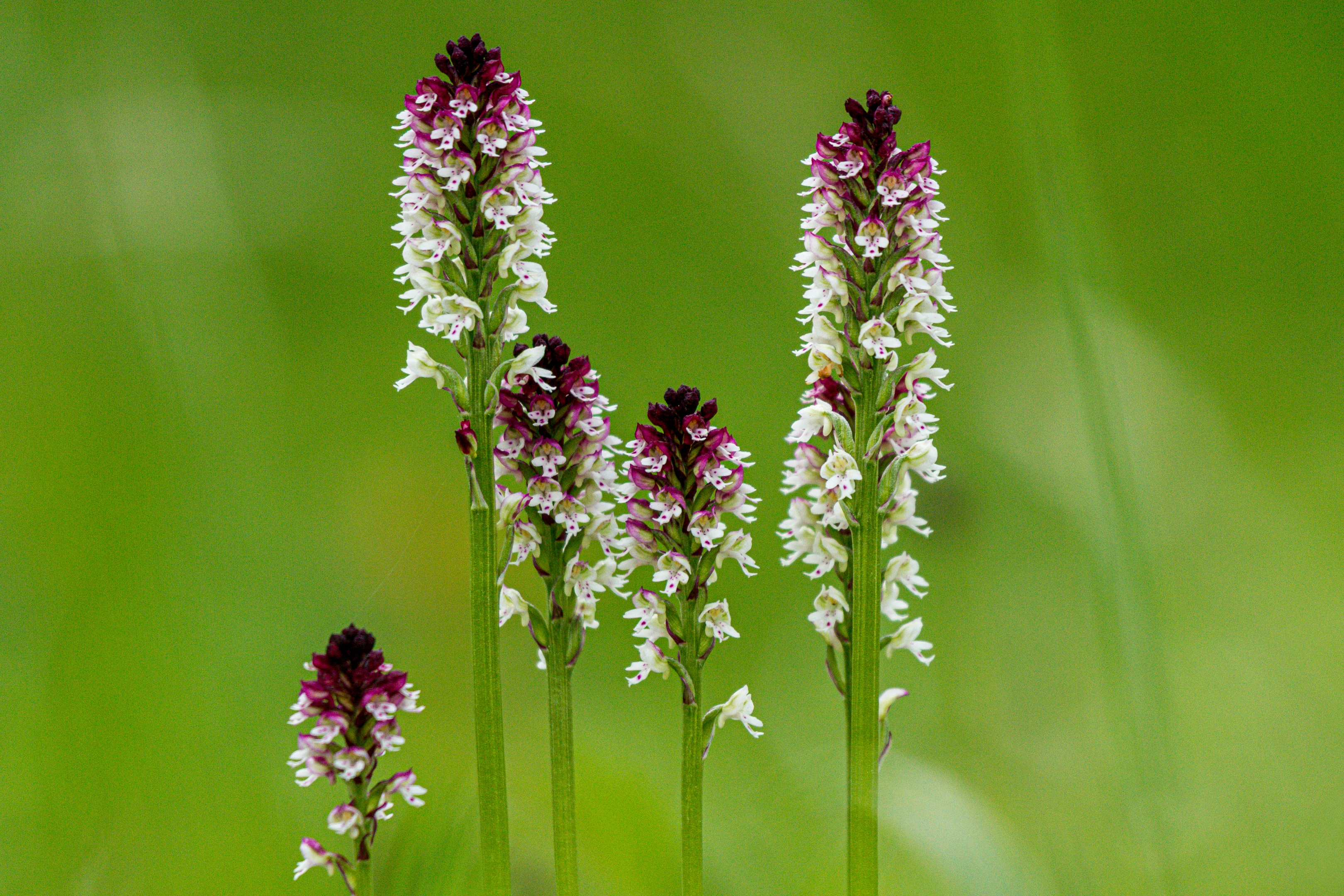 Brandknabenkraut (Neotinea ustulata)