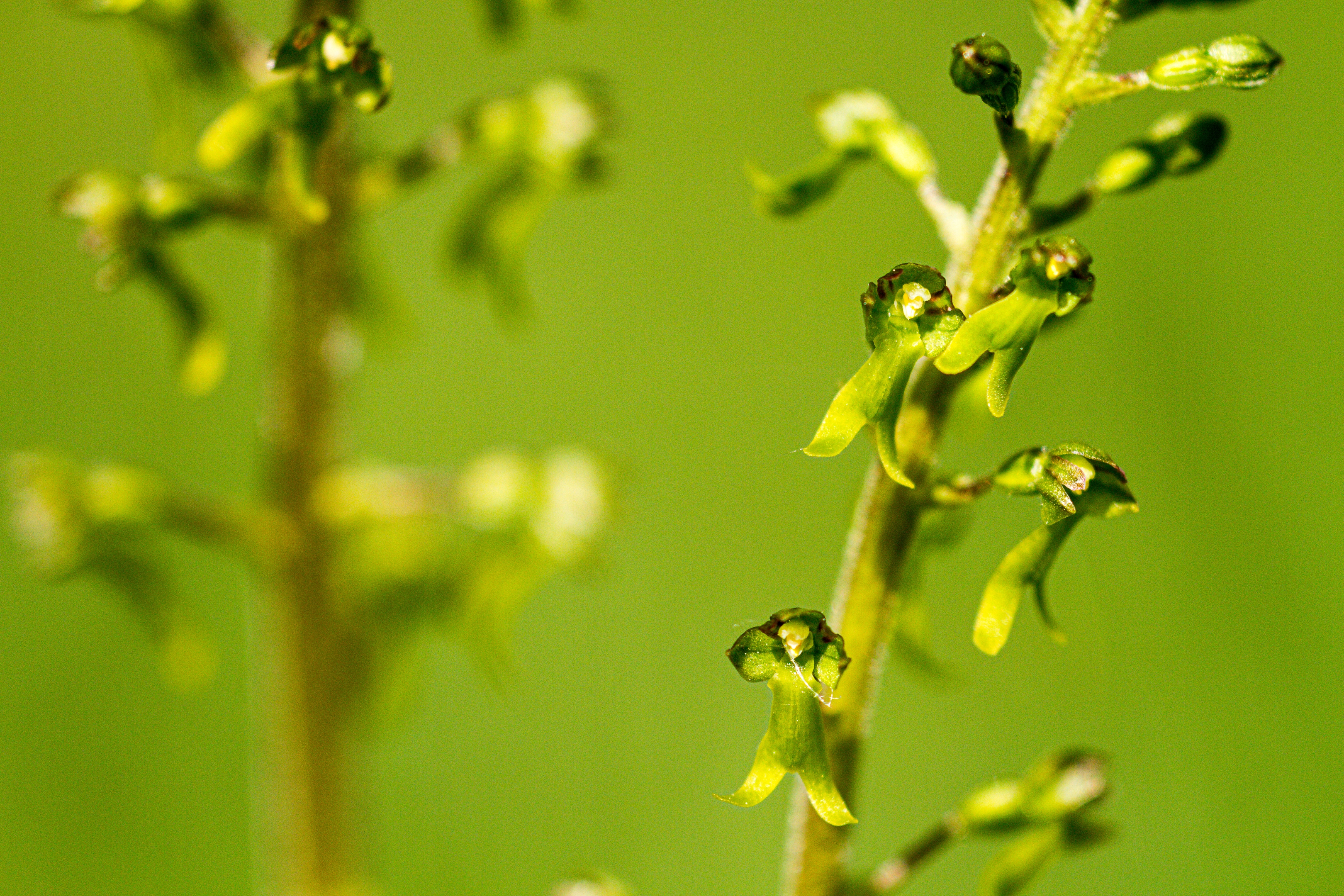 Großes Zweiblatt (Neottia ovata)