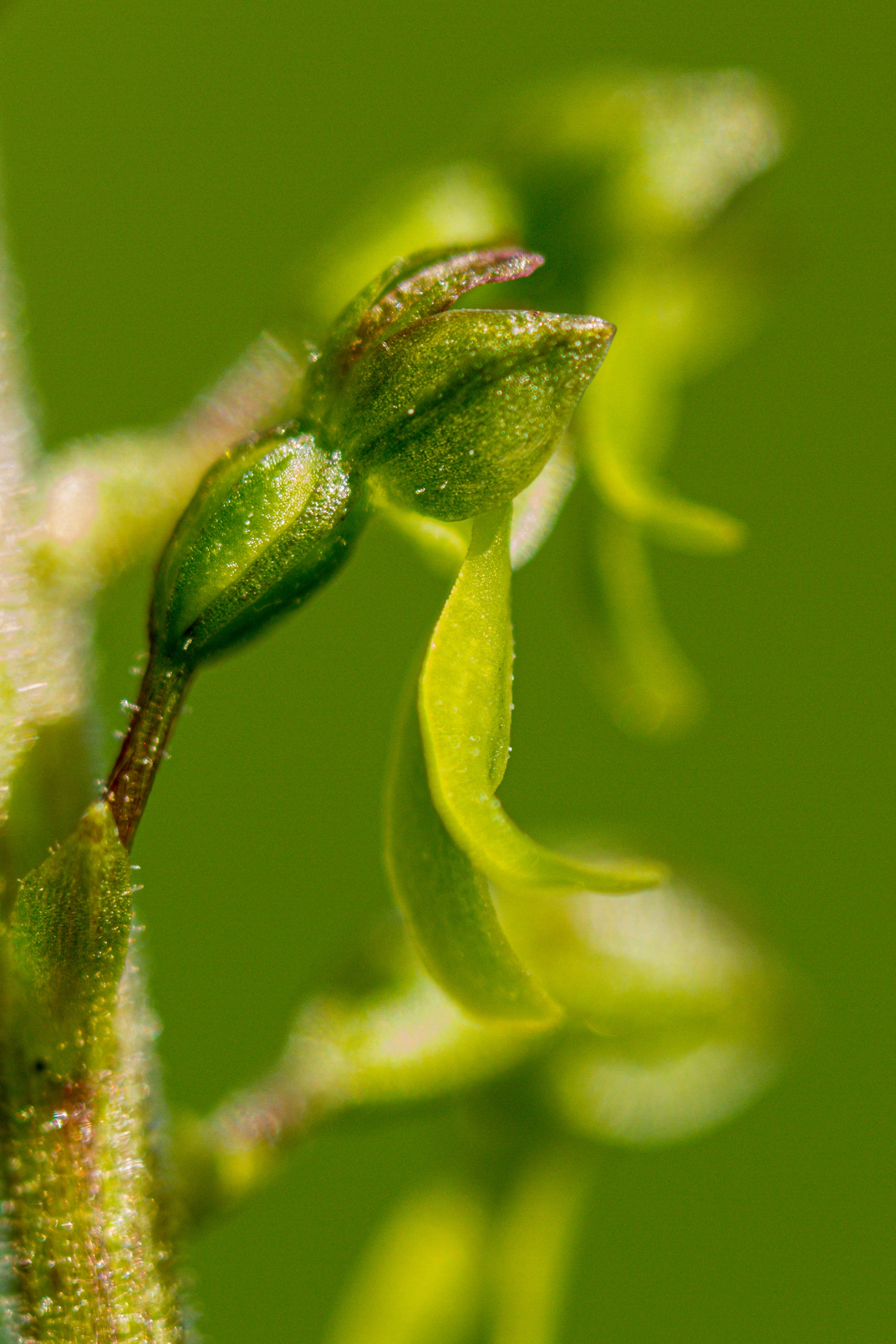 Großes Zweiblatt (Neottia ovata)