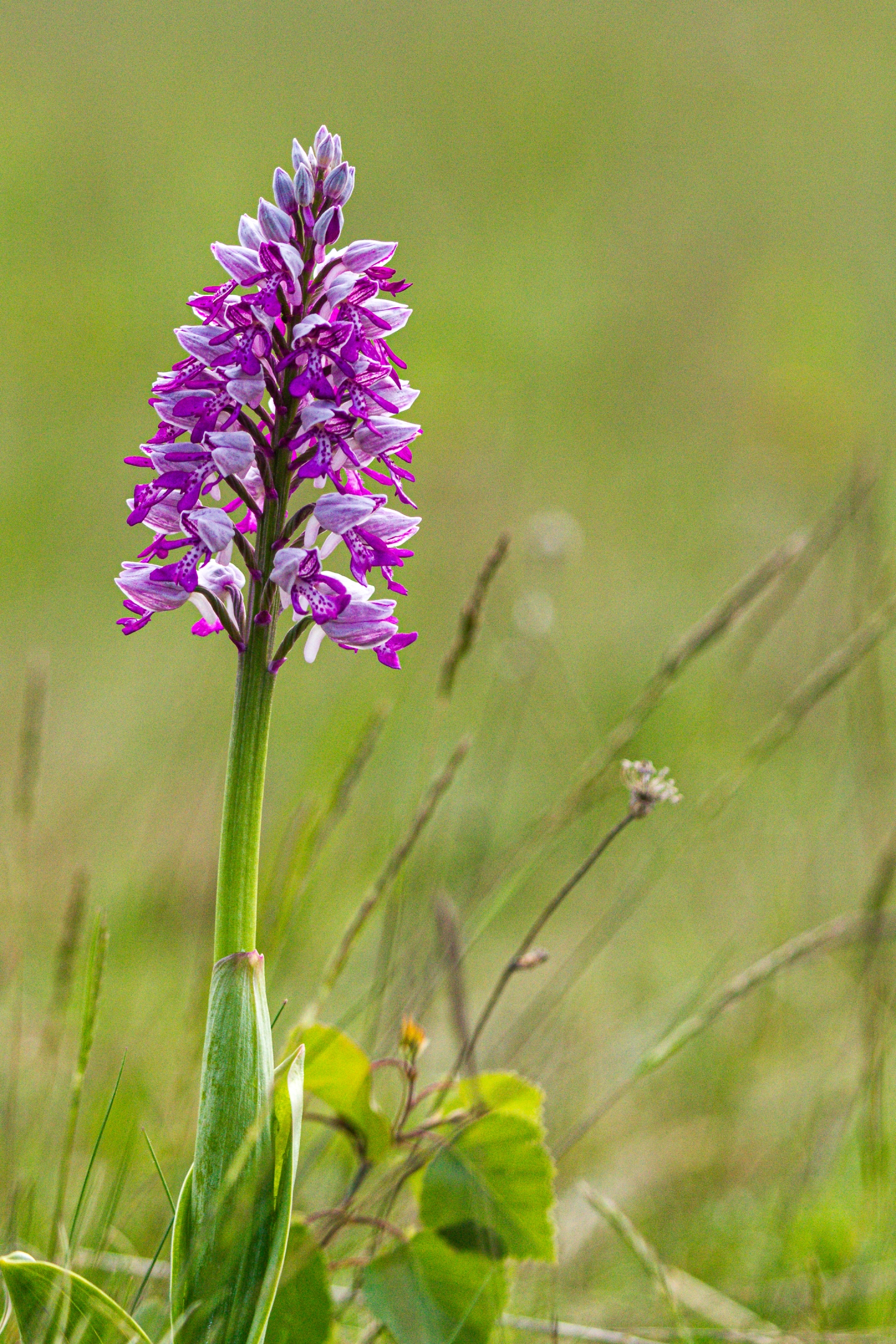 Helmknabenkraut (Orchis militaris)