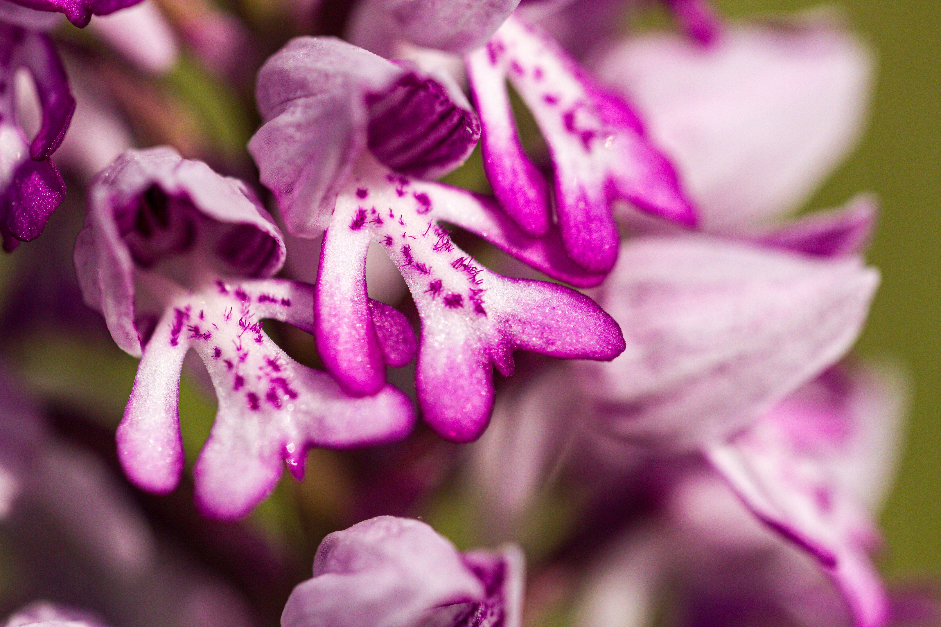 Helmknabenkraut (Orchis militaris)