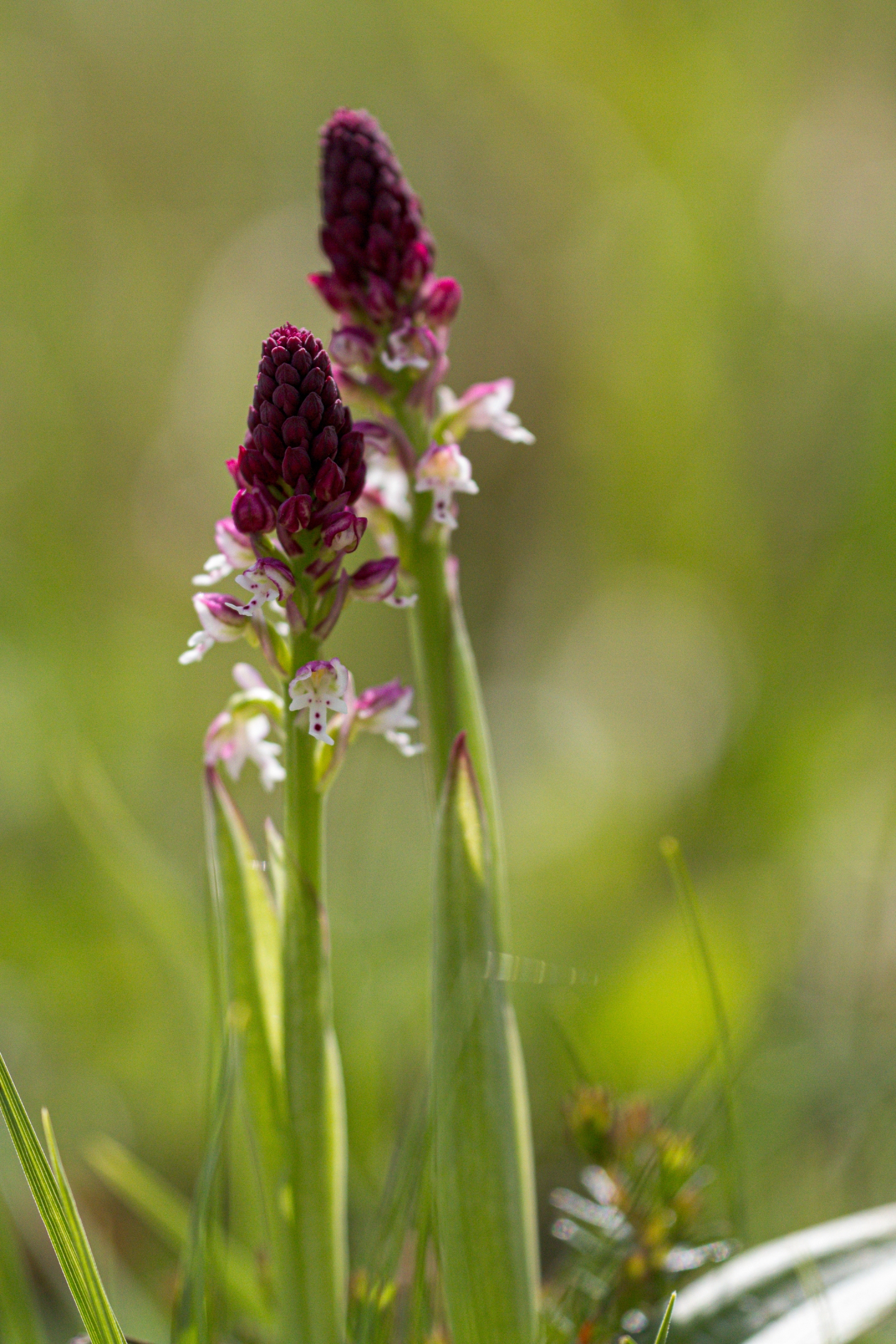 Brandknabenkraut (Neotinea ustulata)