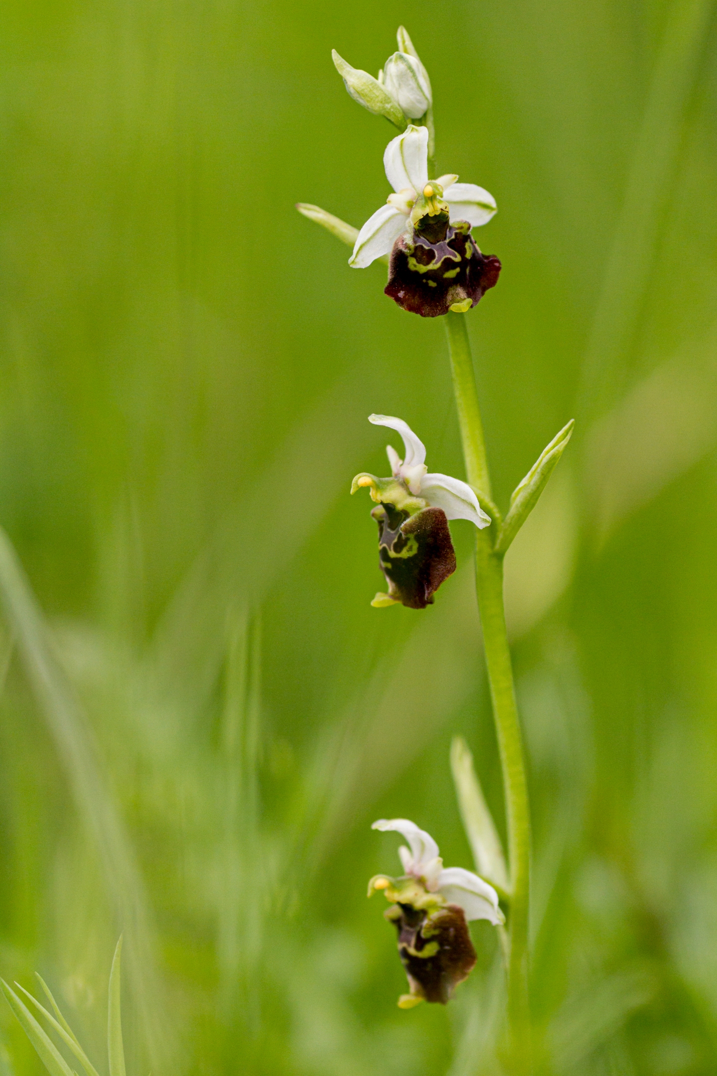 Hummelragwurz (Ophrys holoserica)