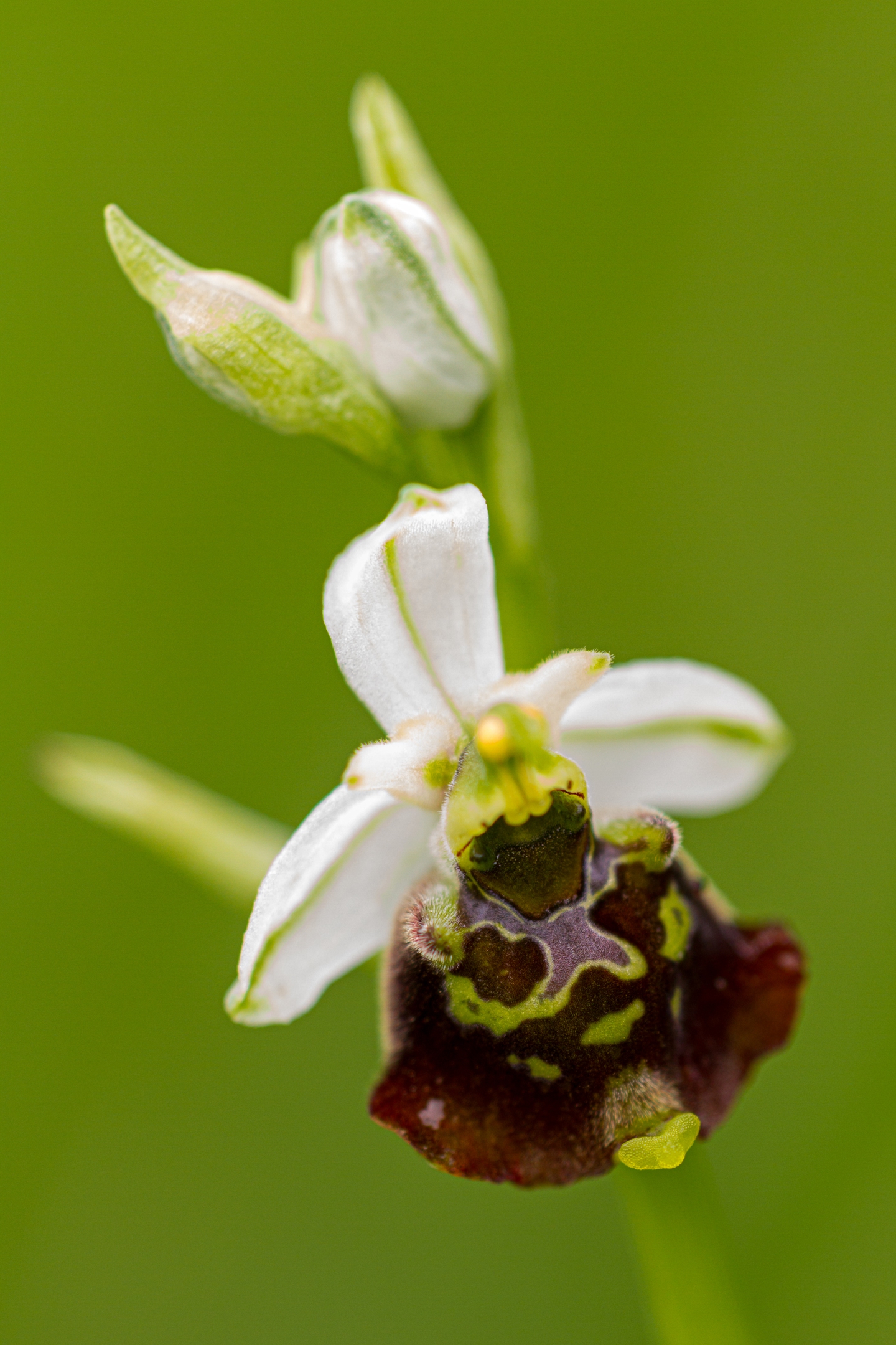Hummelragwurz (Ophrys holoserica)