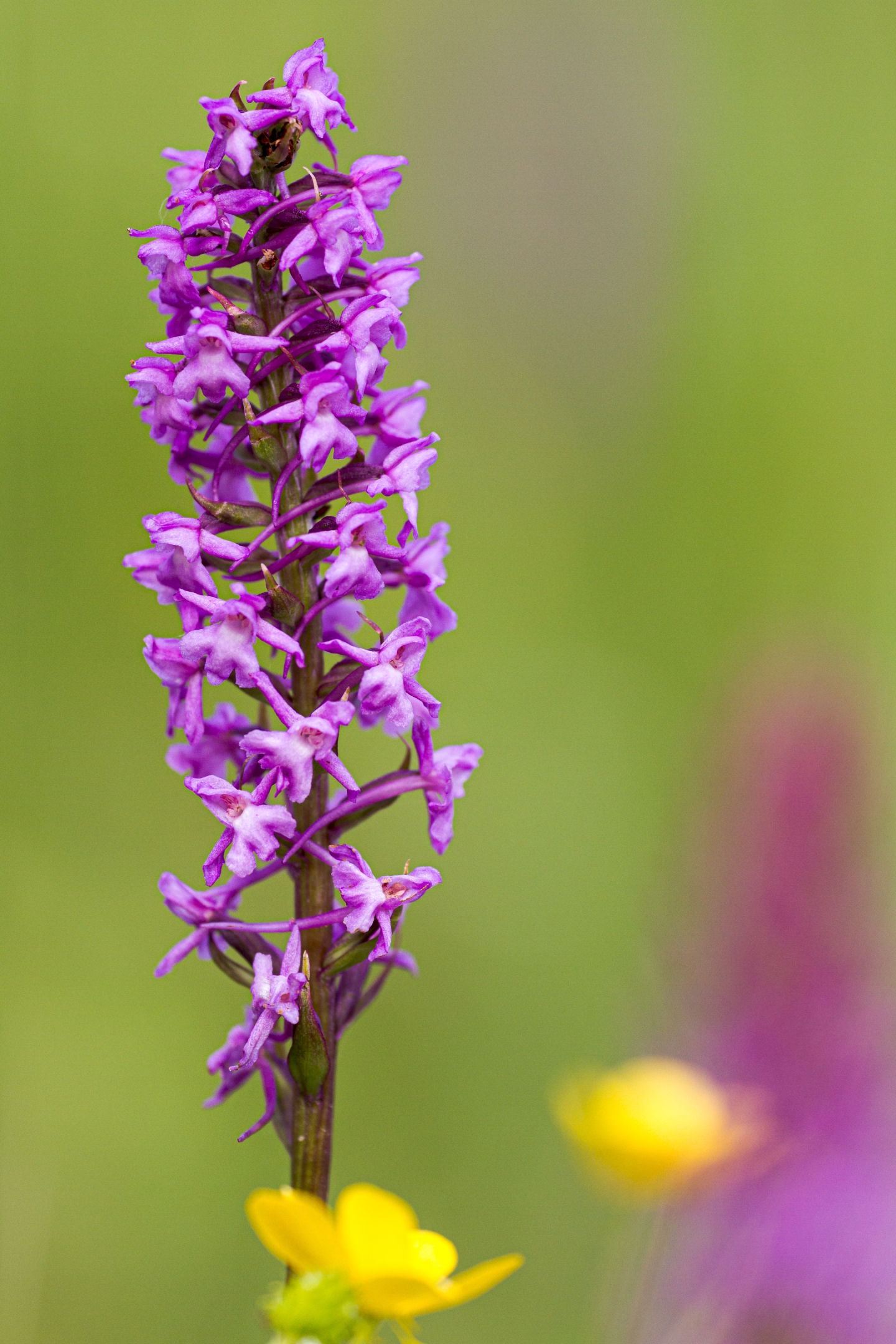 Mückenhändelwurz (Gymnadenia conopsea)