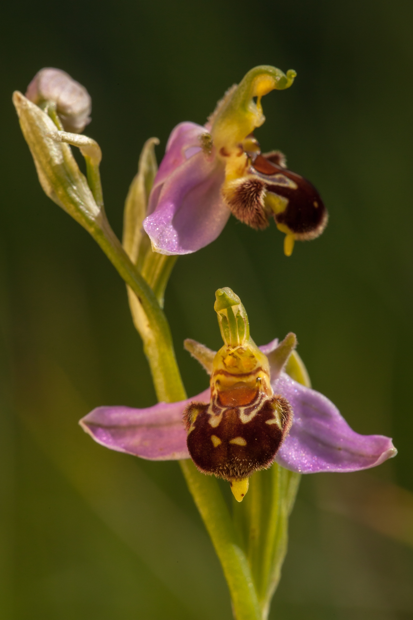 Bienenragwurz (Ophrys apifera)