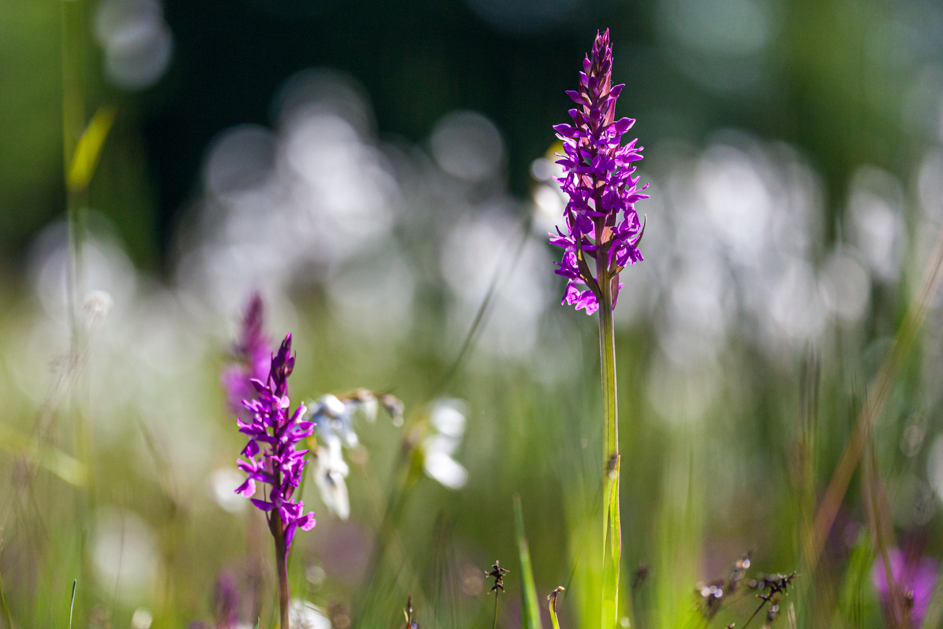 Breitblättriges Knabenkraut (Dactylorhiza majalis)