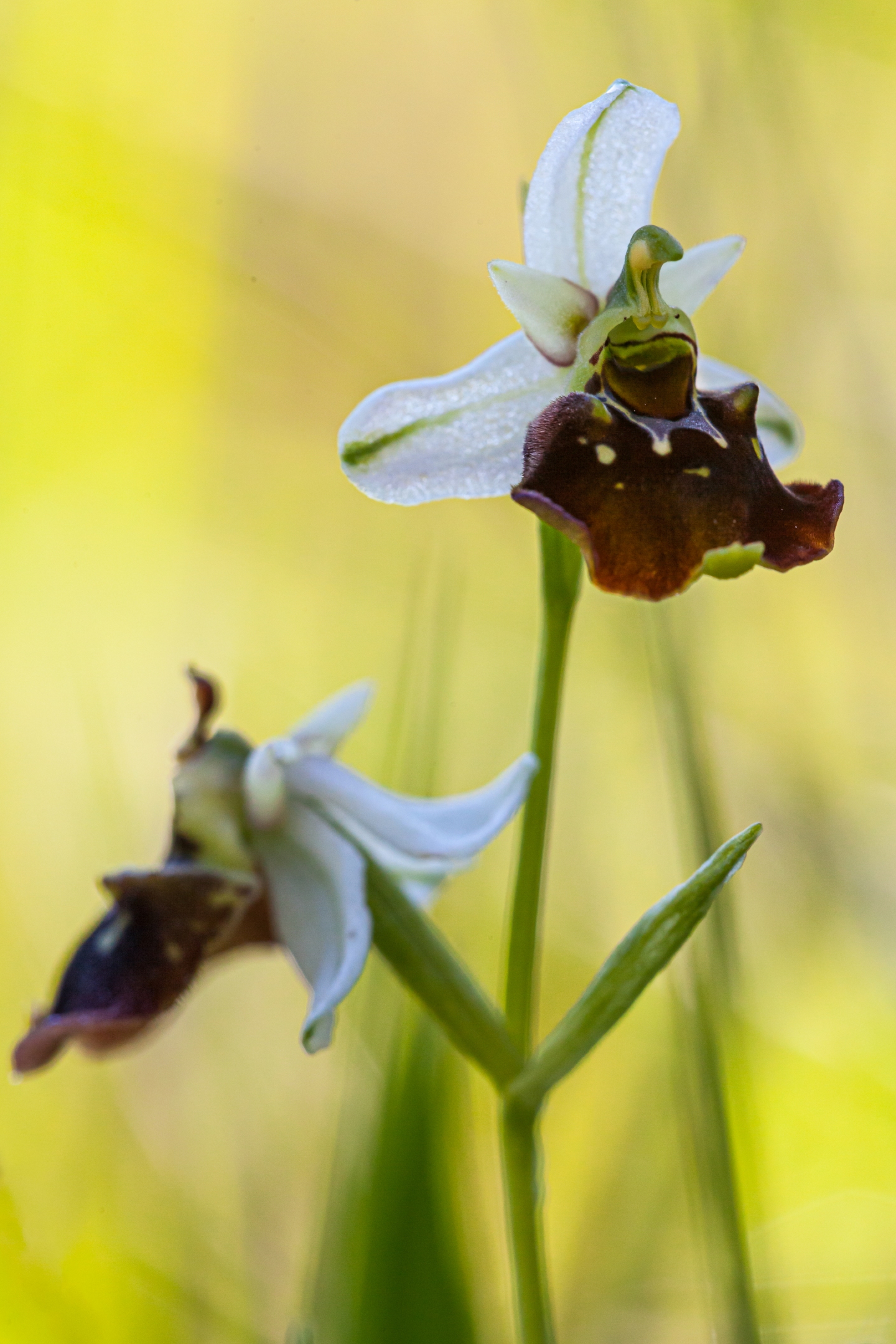 Hummelragwurz (Ophrys holoserica)