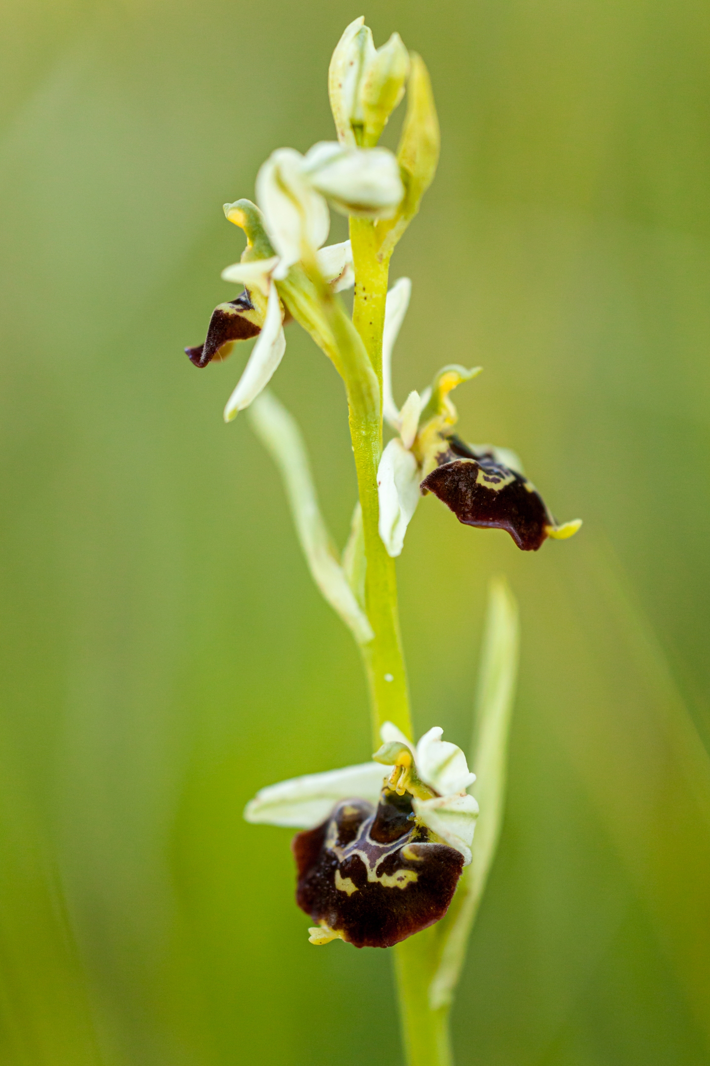 Hummelragwurz (Ophrys holoserica)