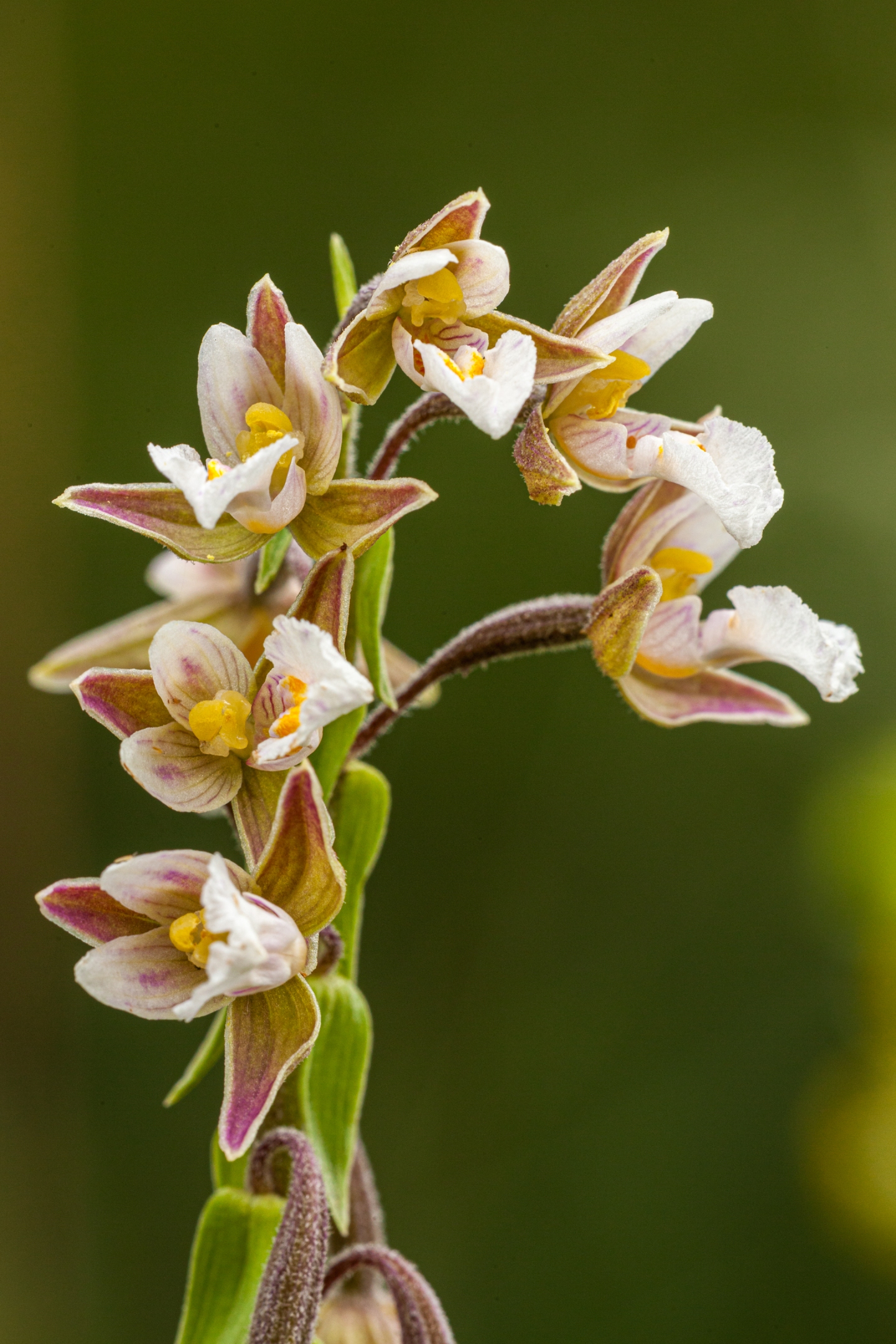 Sumpfstendelwurz (Epipactis palustris)