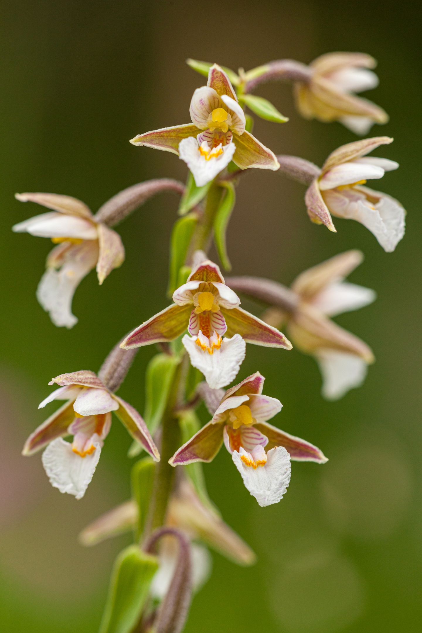 Sumpfstendelwurz (Epipactis palustris)