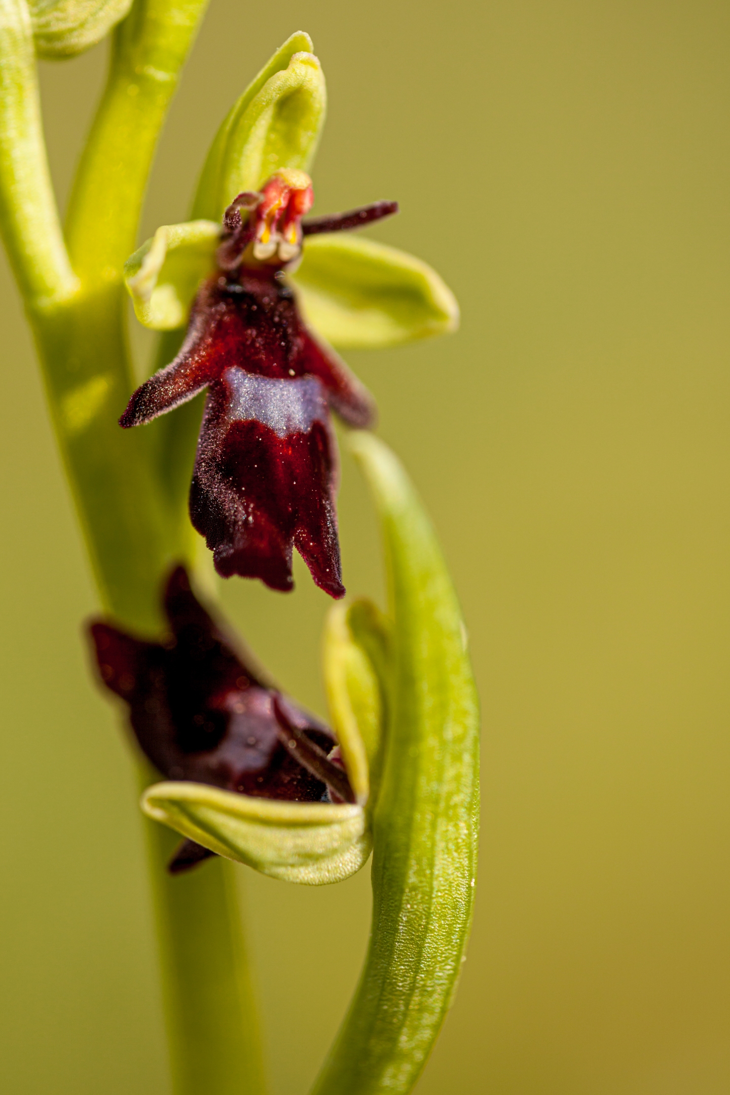 Fliegenragwurz (Ophrys insectifera)