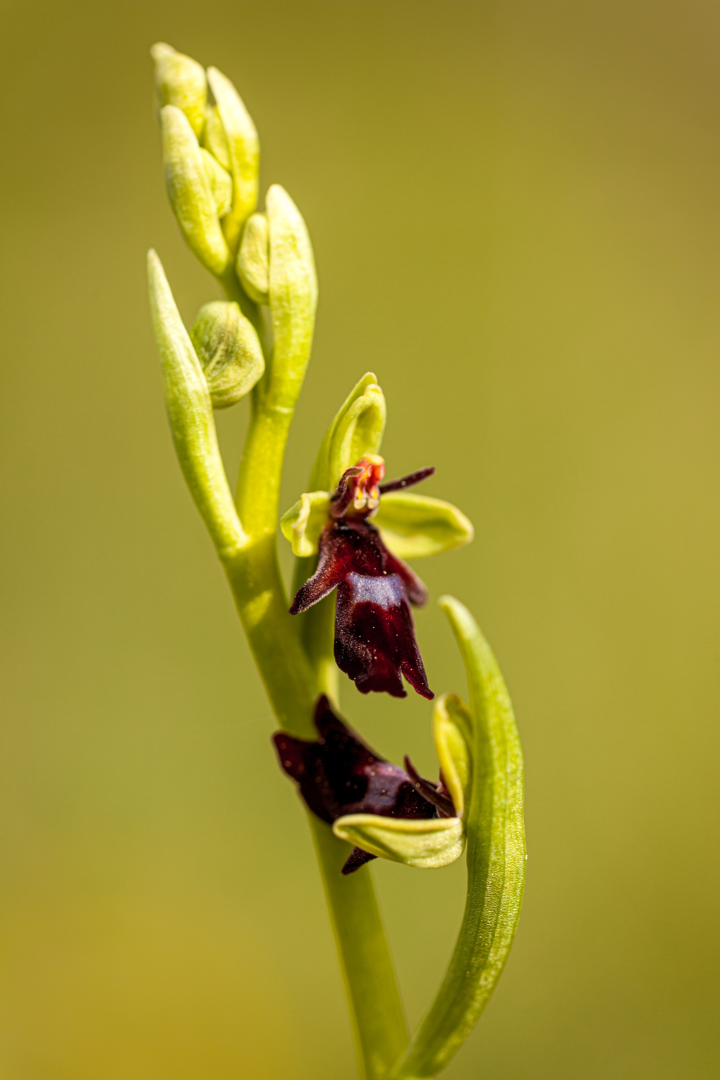 Fliegenragwurz (Ophrys insectifera)