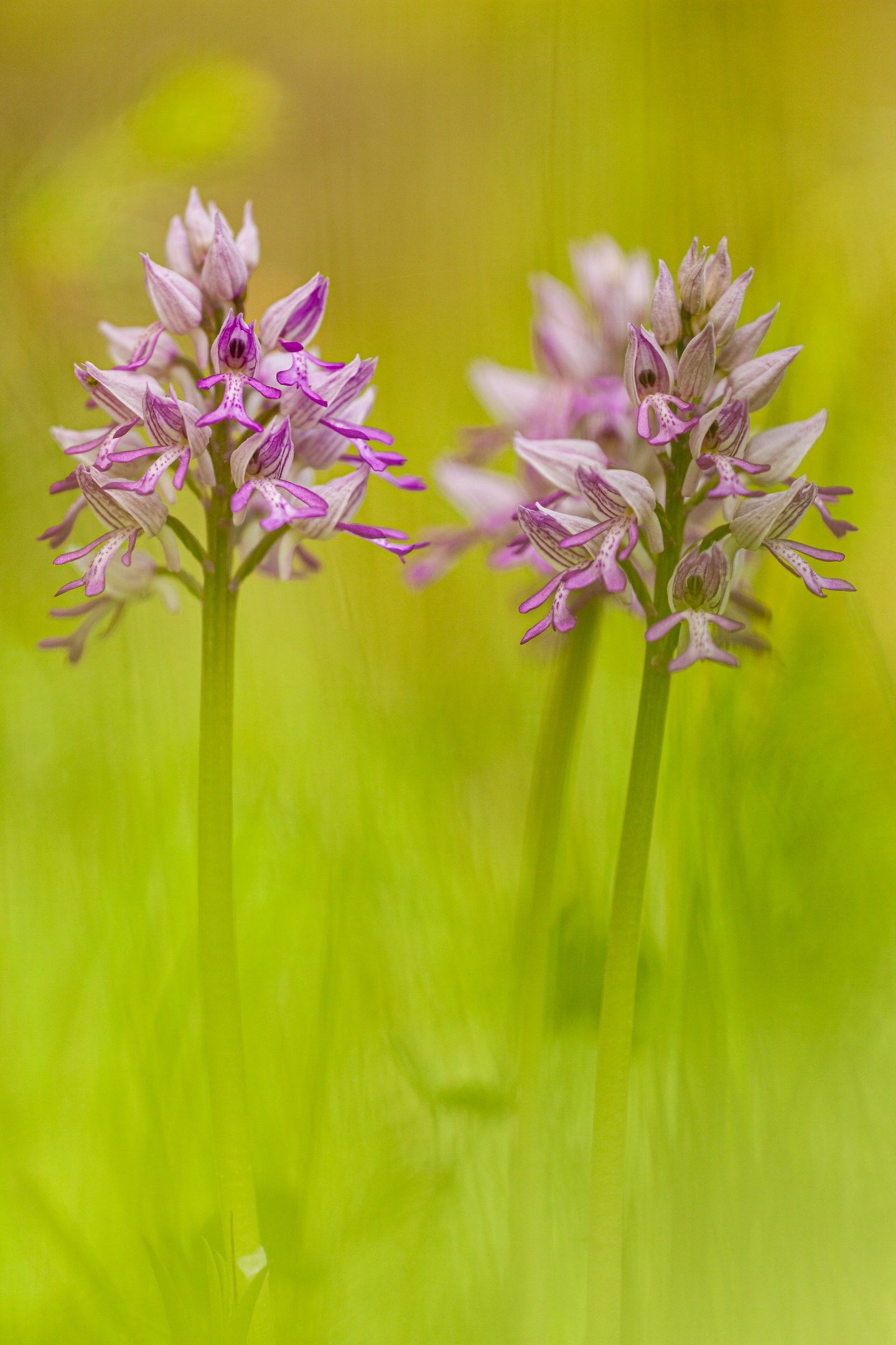 Helmknabenkraut (Orchis militaris)