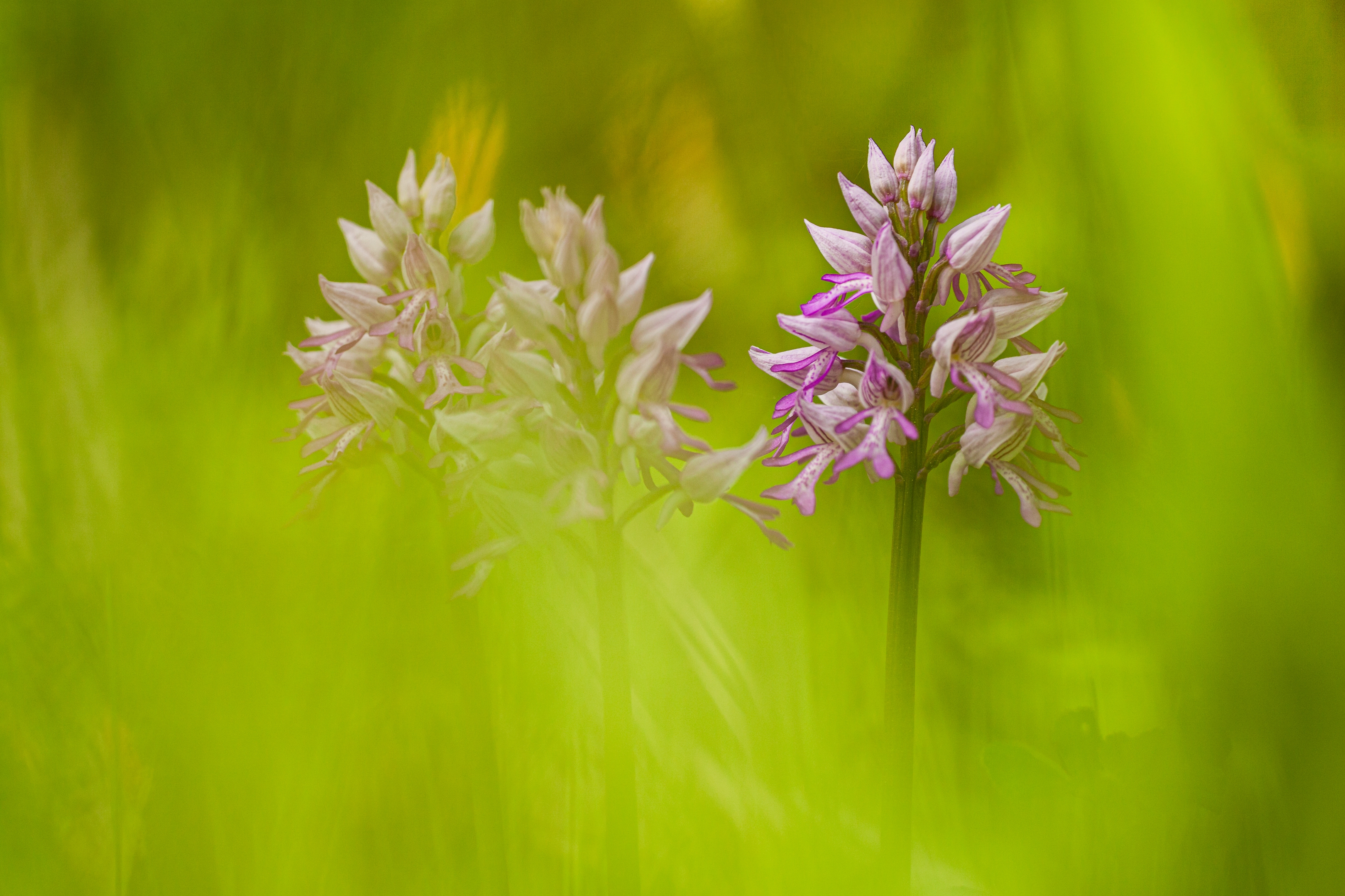 Helmknabenkraut (Orchis militaris)