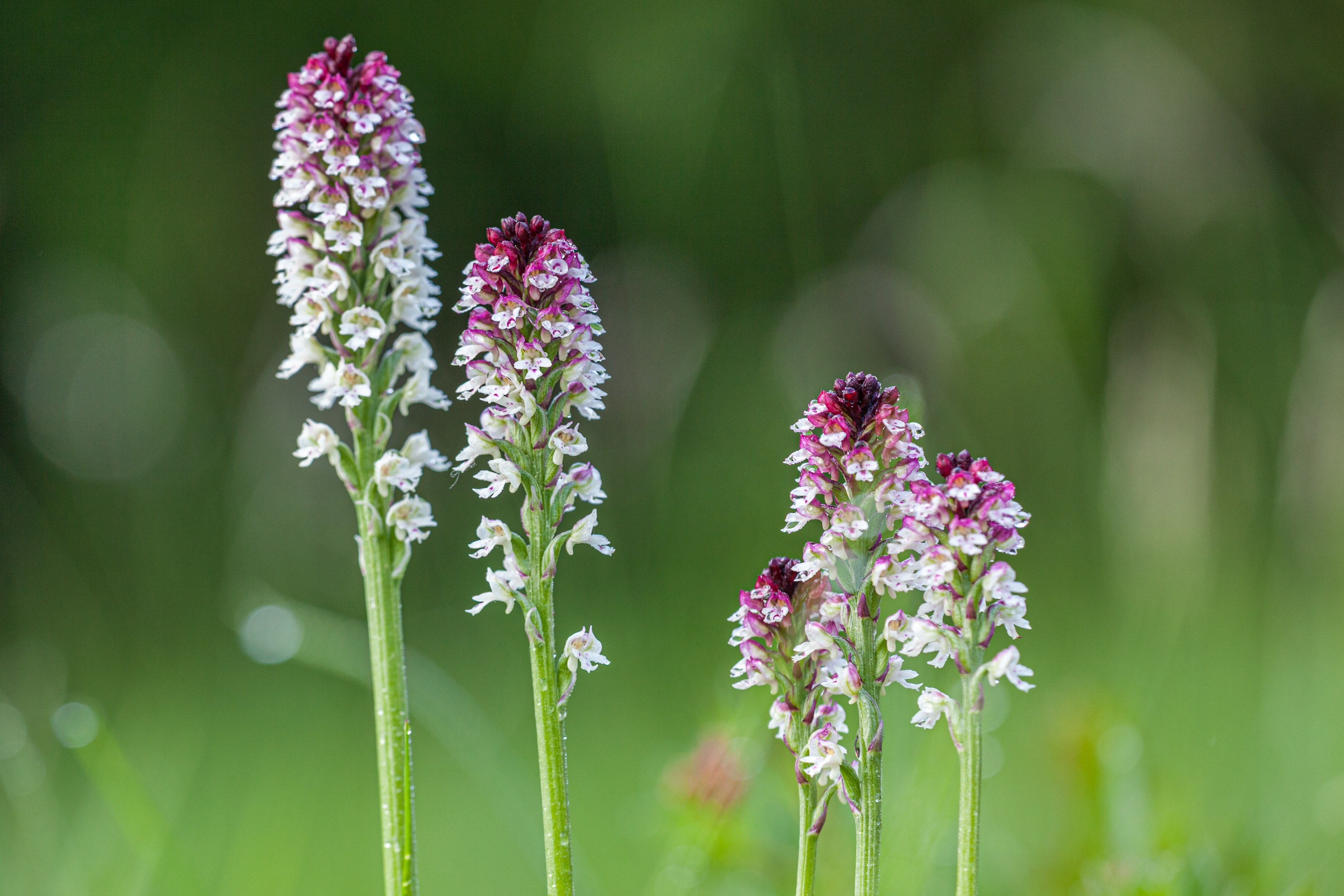 Brandknabenkraut (Neotinea ustulata)