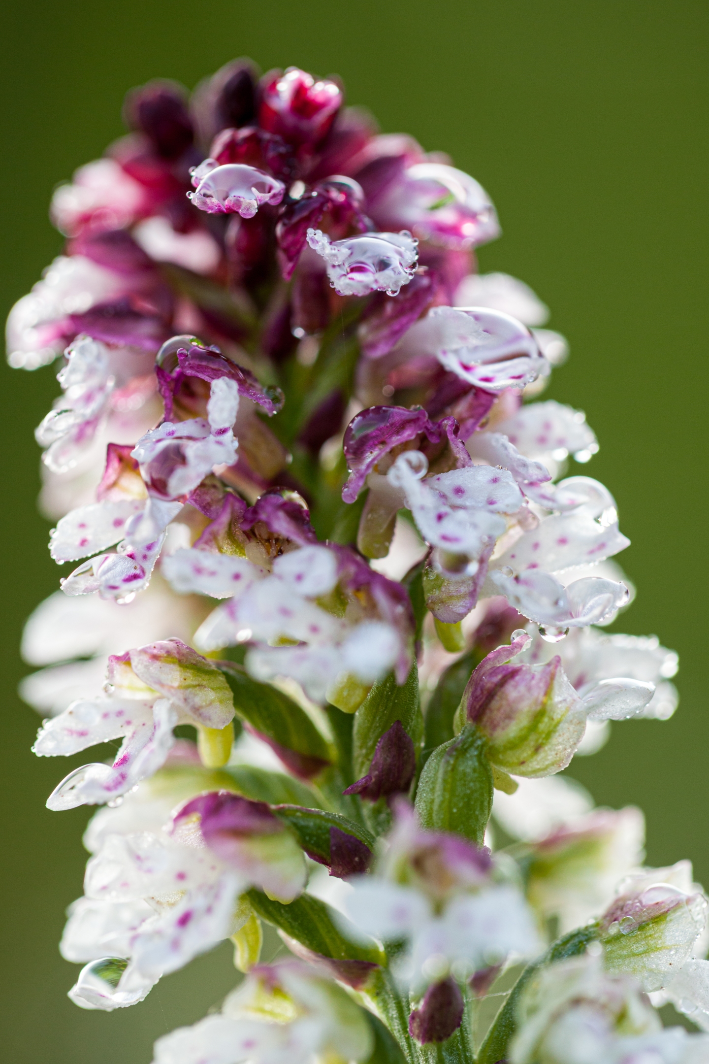 Brandknabenkraut (Neotinea ustulata)