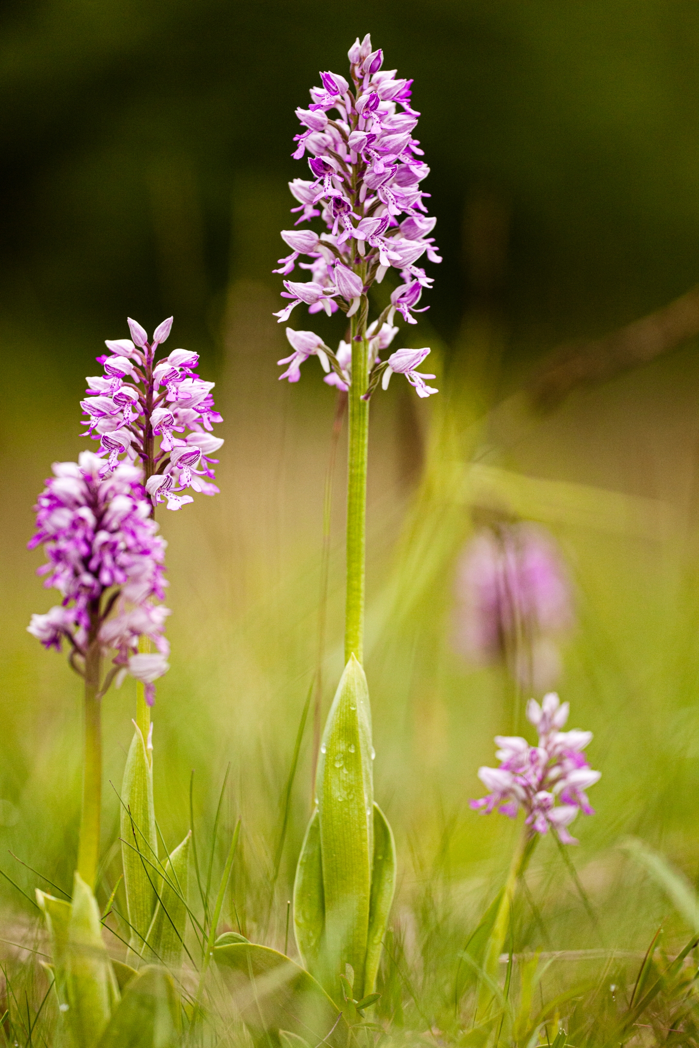 Helmknabenkraut (Orchis militaris)