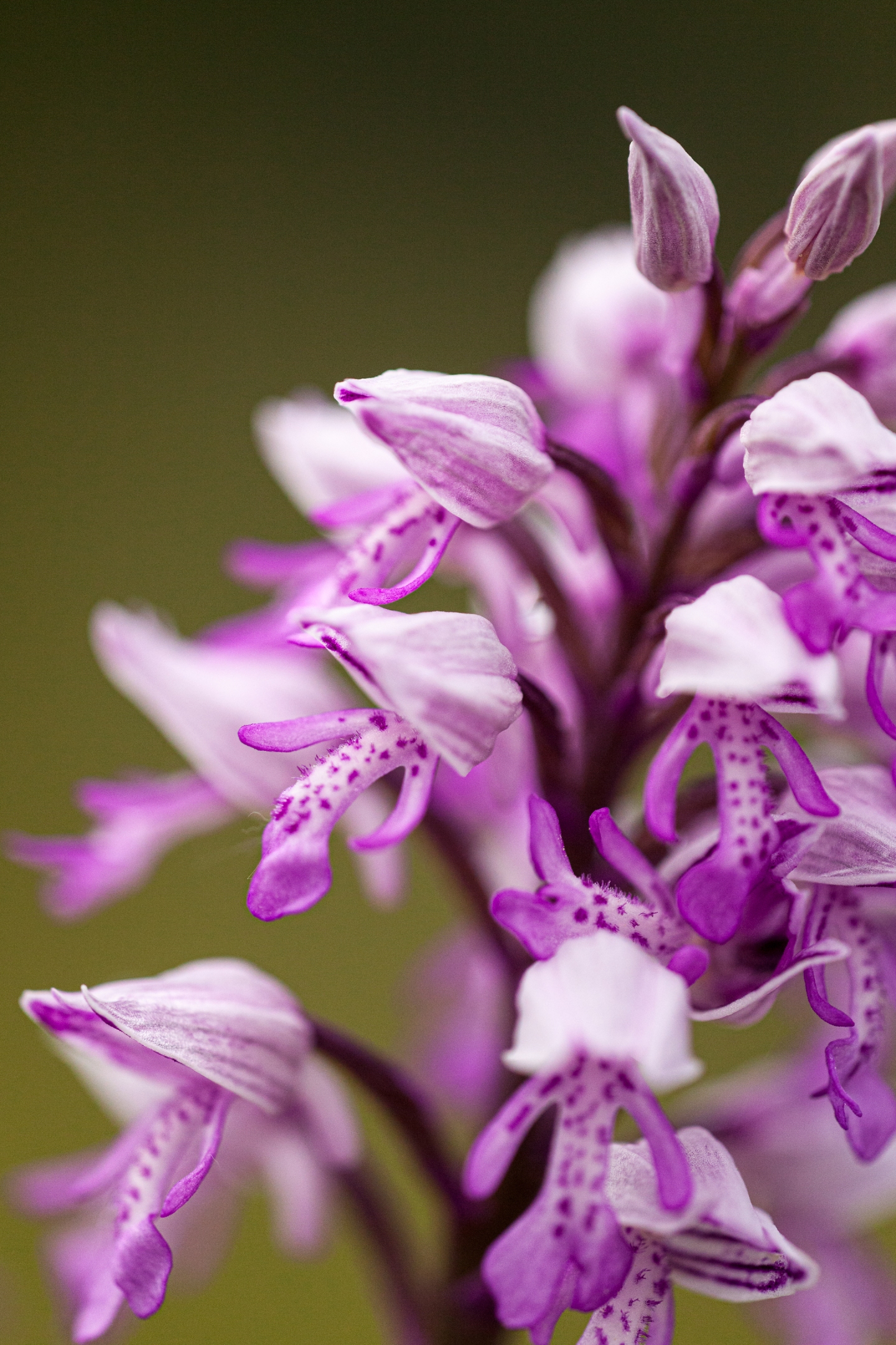 Helmknabenkraut (Orchis militaris)