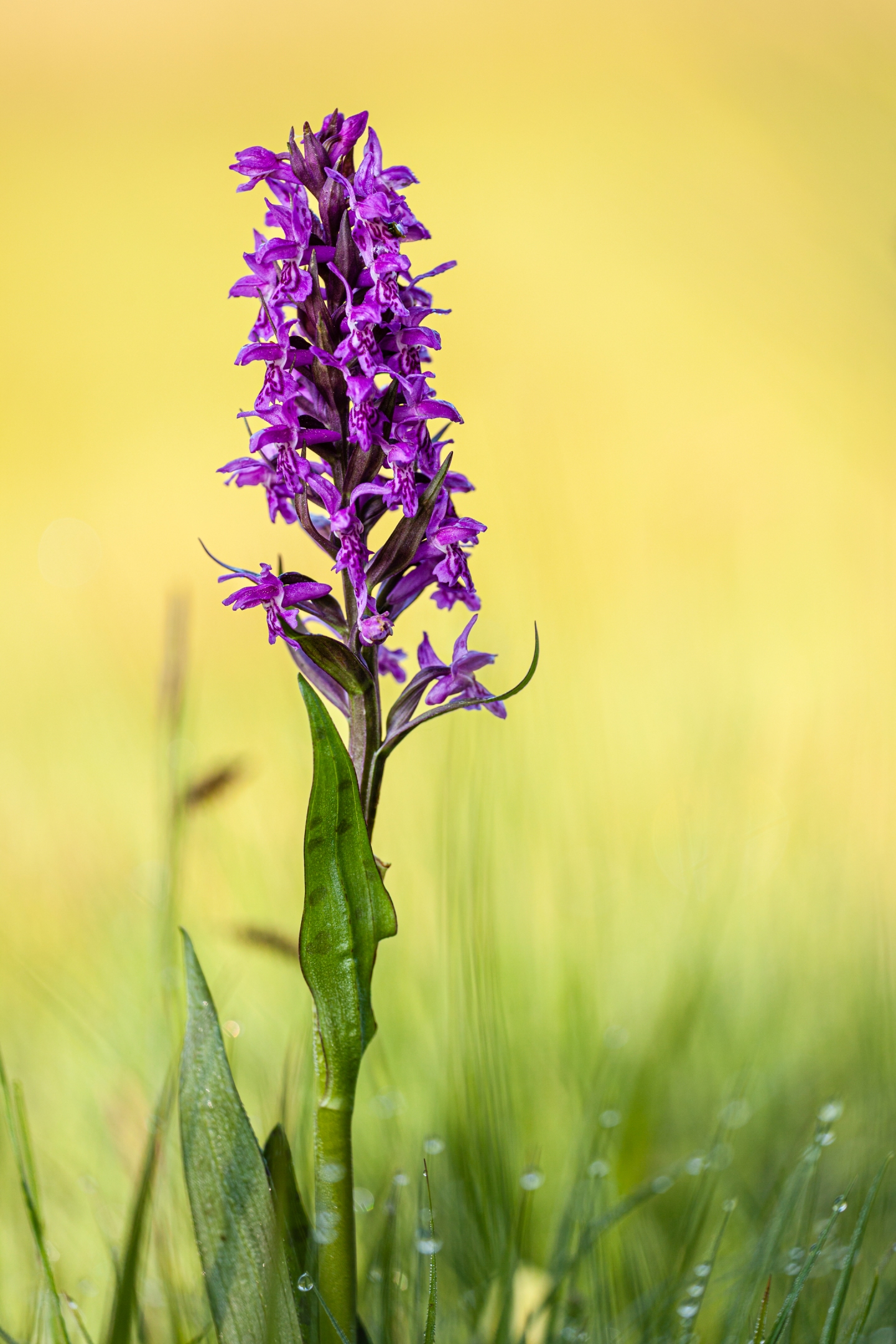 Breitblättriges Knabenkraut (Dactylorhiza majalis)