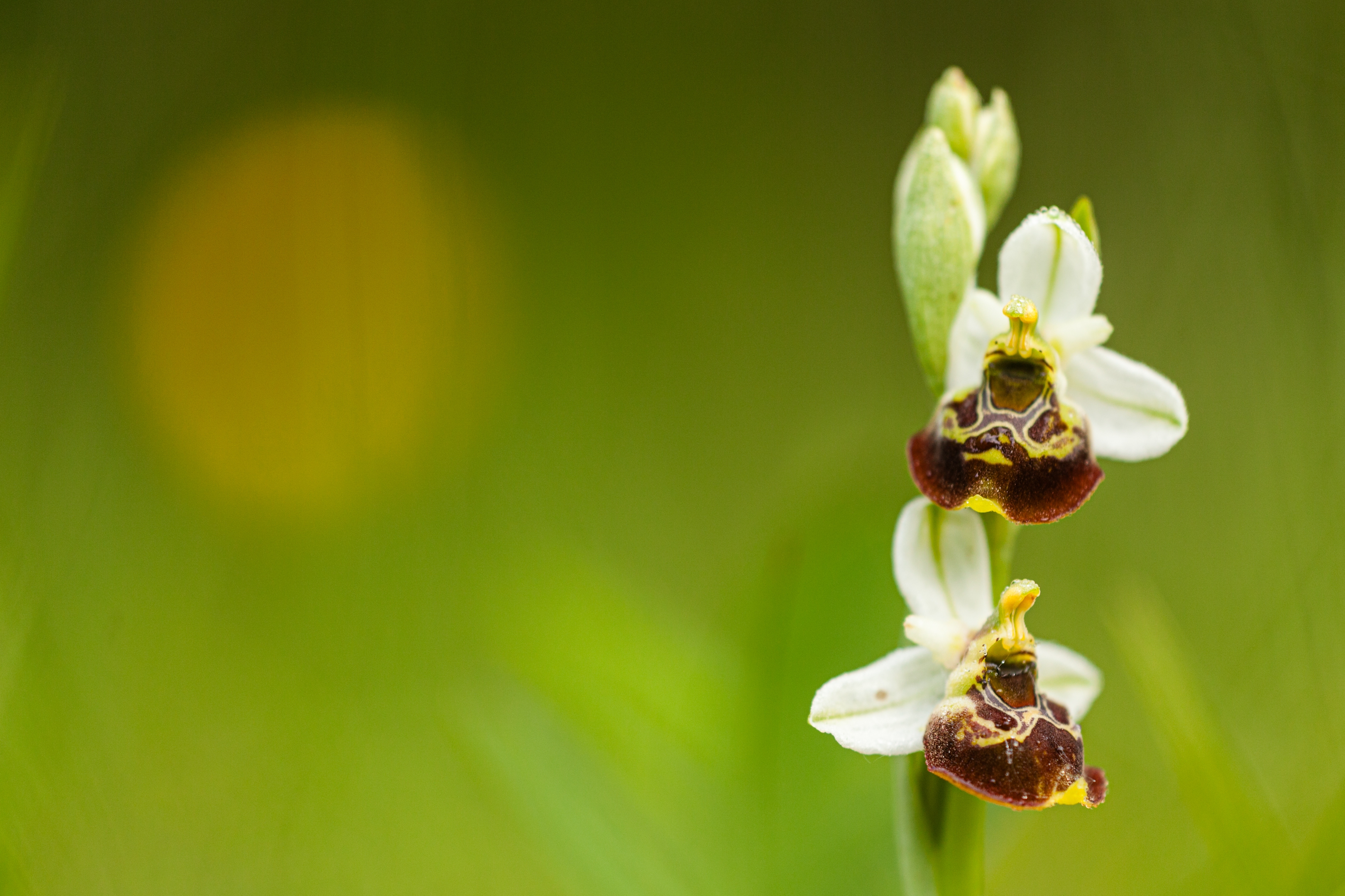 Hummelragwurz (Ophrys holoserica)