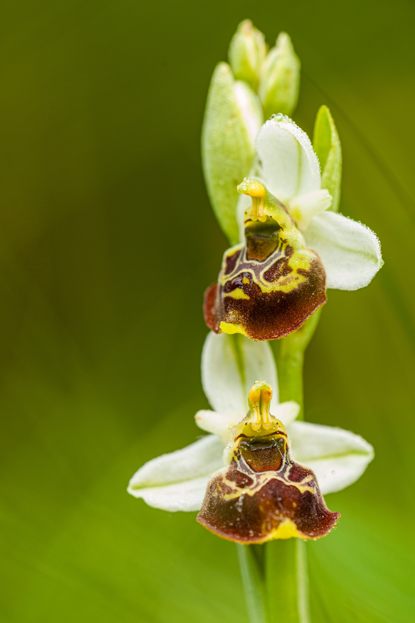 Hummelragwurz (Ophrys holoserica)