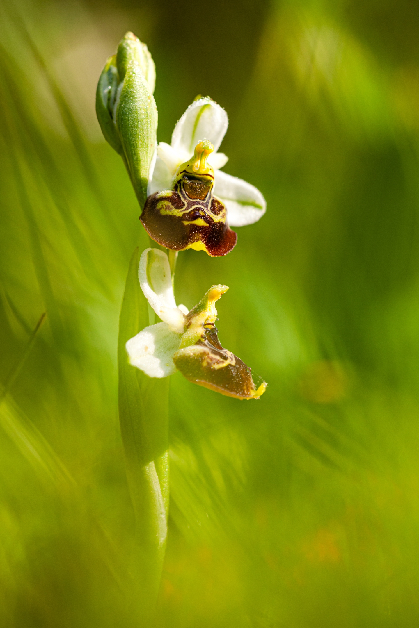 Hummelragwurz (Ophrys holoserica)